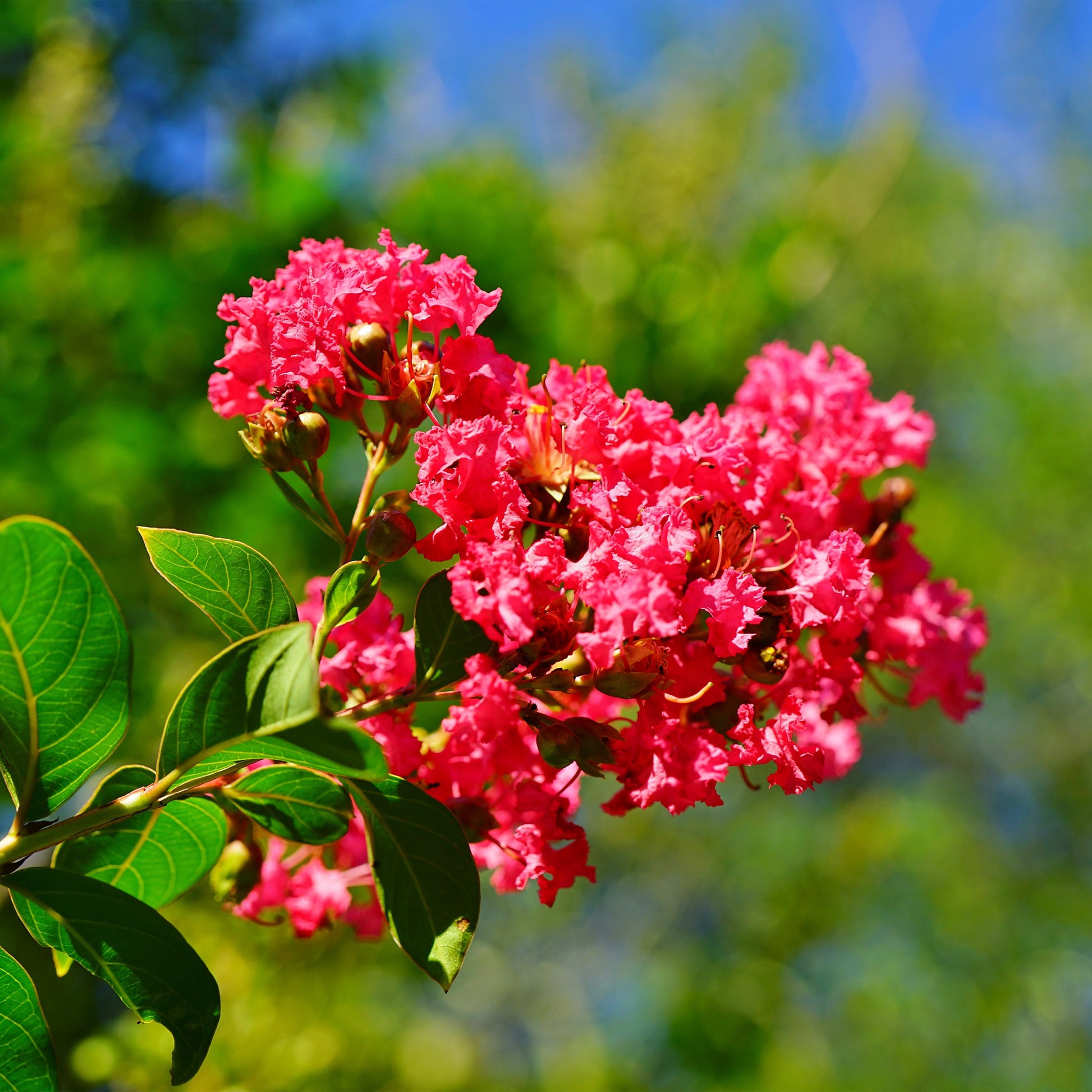 Lagerströmie ‘Red Imperator’ - Lagerstroemia indica Red Imperator - Bakker