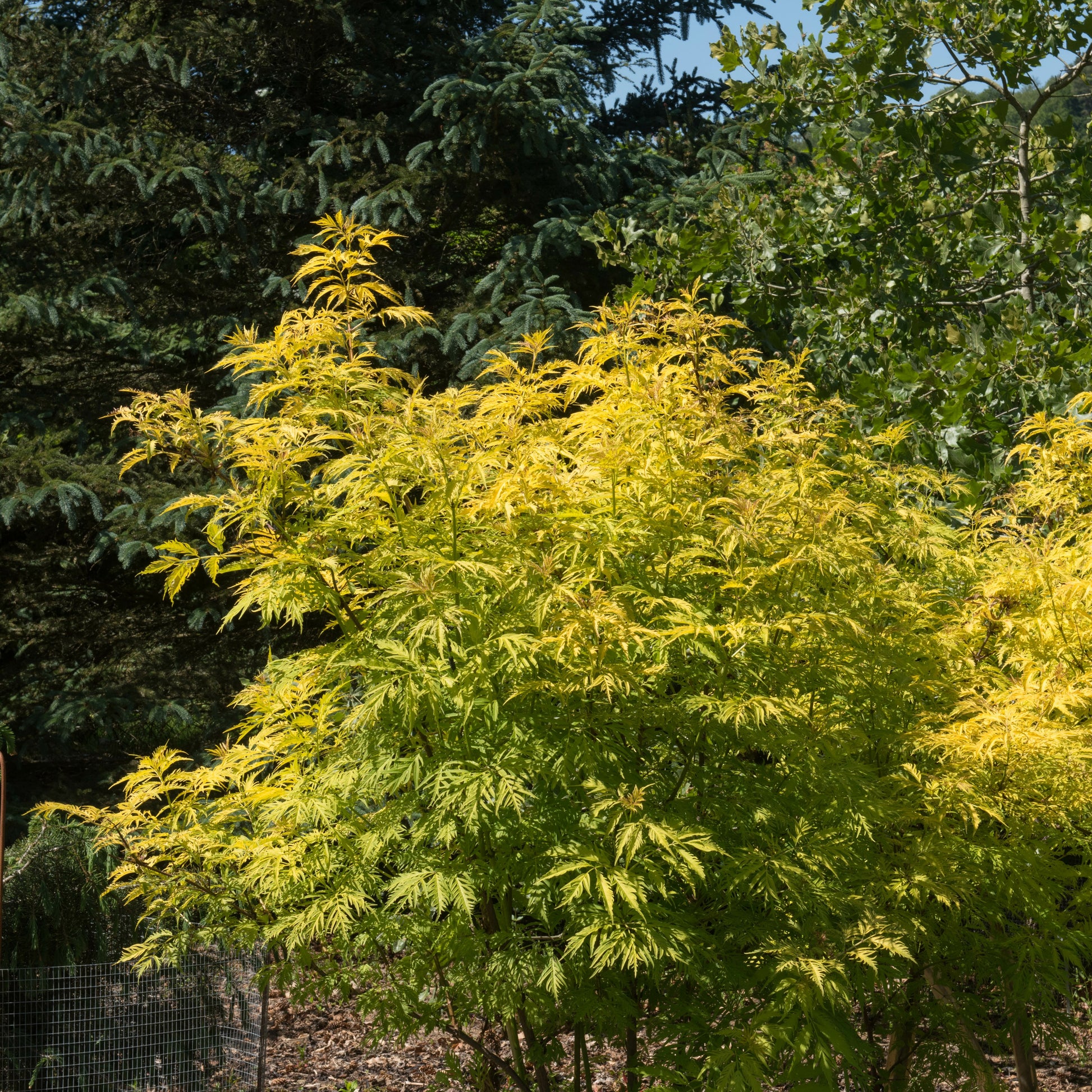 Traubenholunder - Sambucus racemosa sutherland gold - Bakker