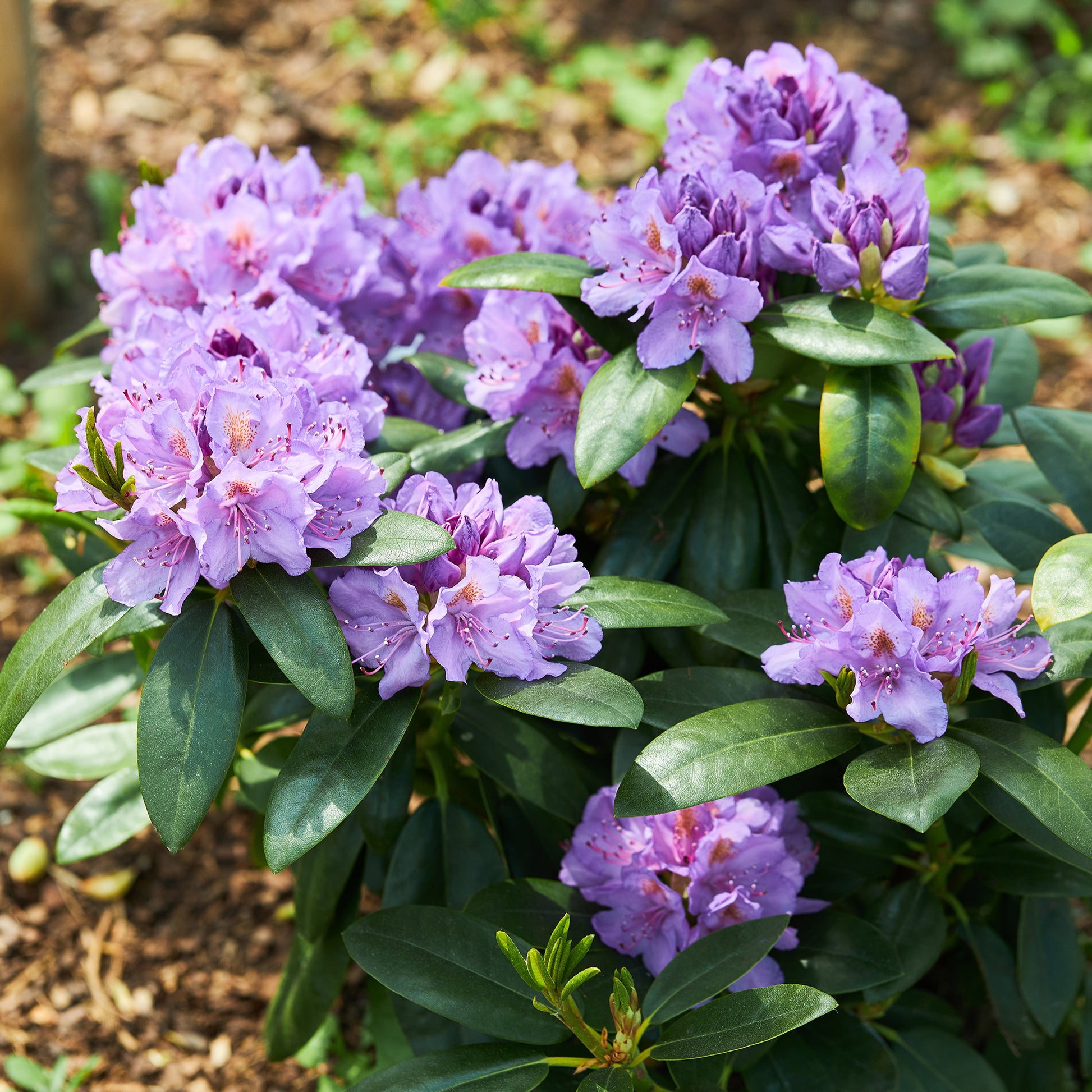Rhododendron catawbiense 'Grandiflorum' - Bakker