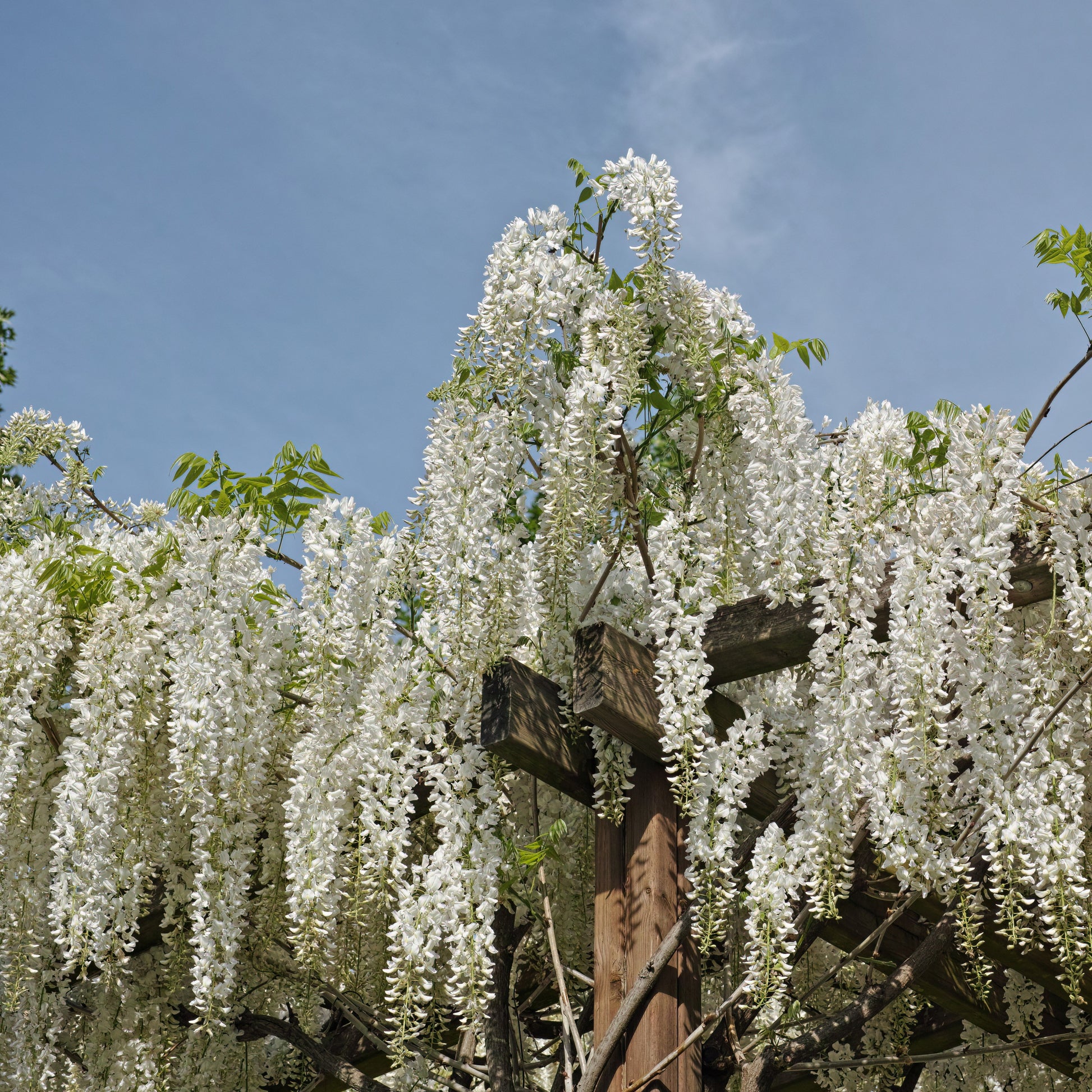 Glyzinien - Weißer Blauregen Alba auf Stamm - Wisteria sinensis alba