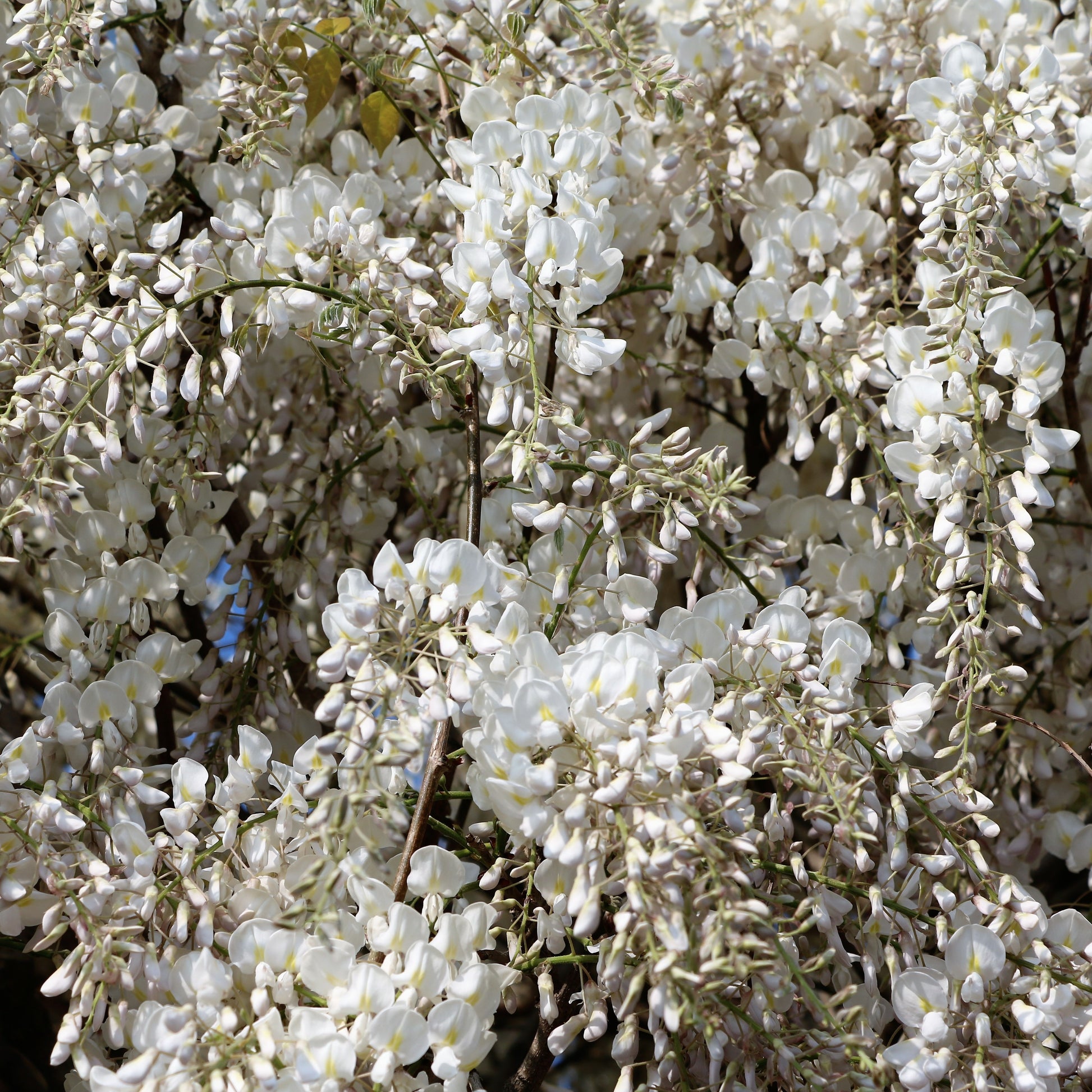 Wisteria sinensis alba - Weißer Blauregen Alba auf Stamm - Glyzinien