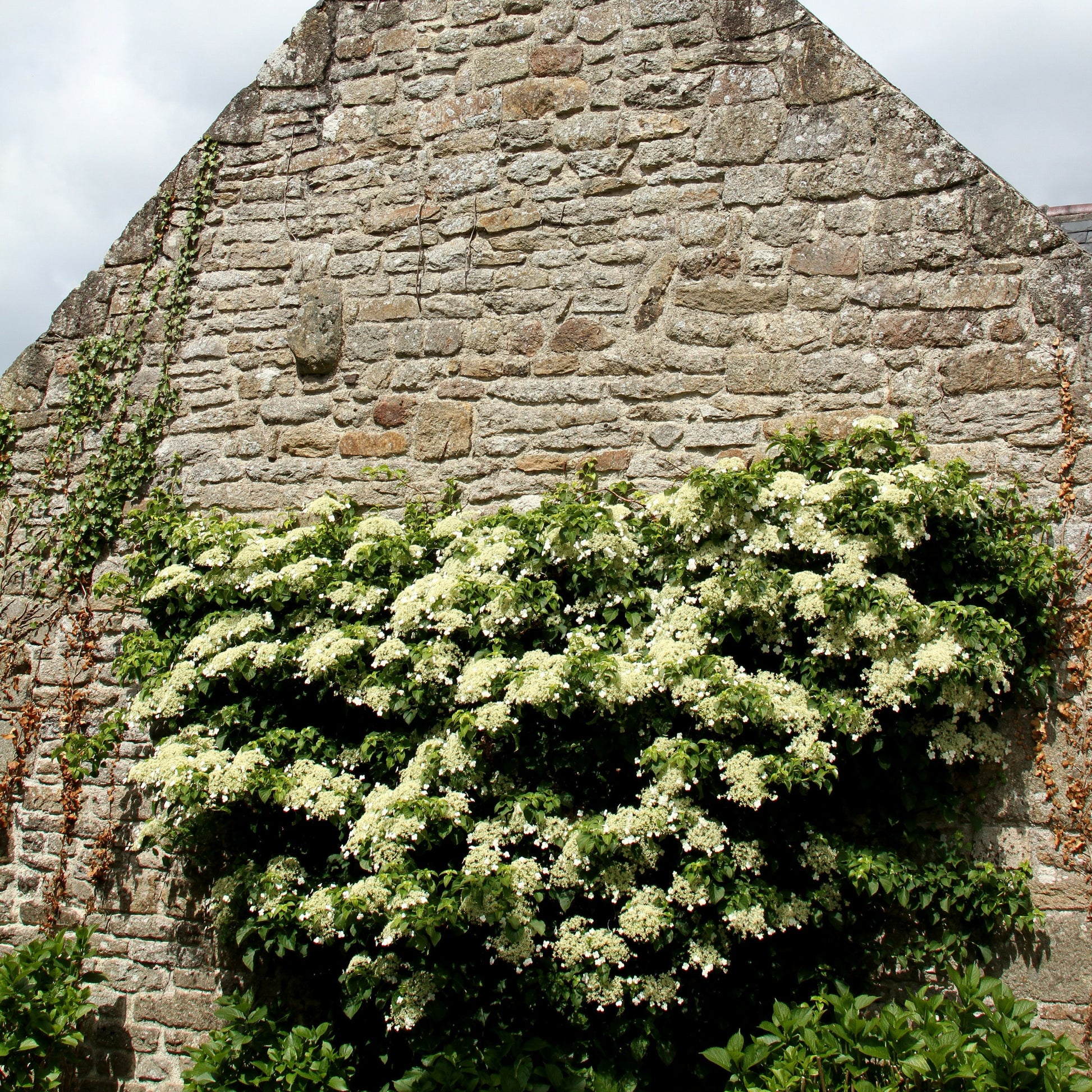 Verkauf Kletterhortensie