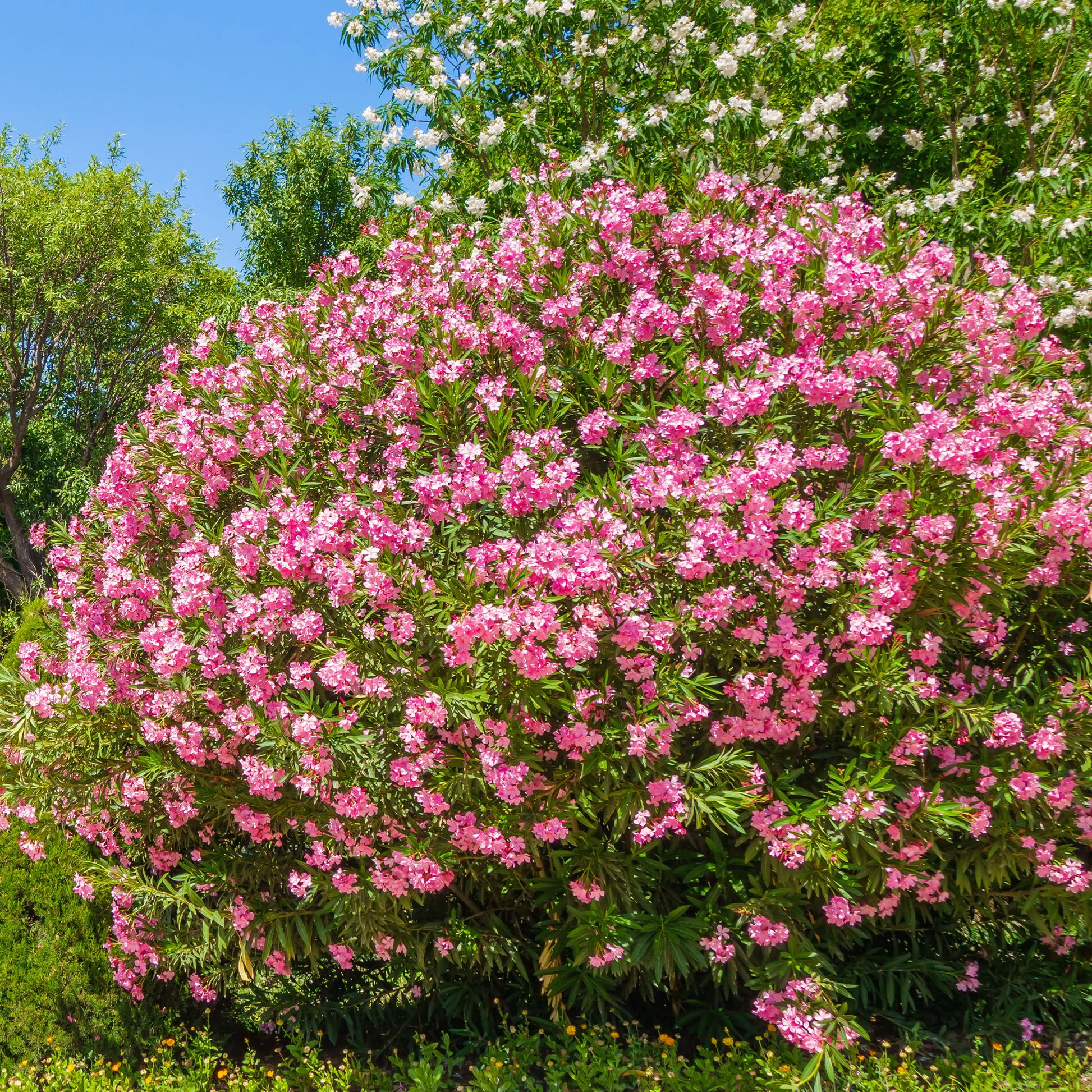 Nerium oleander - Oleander - Oleander