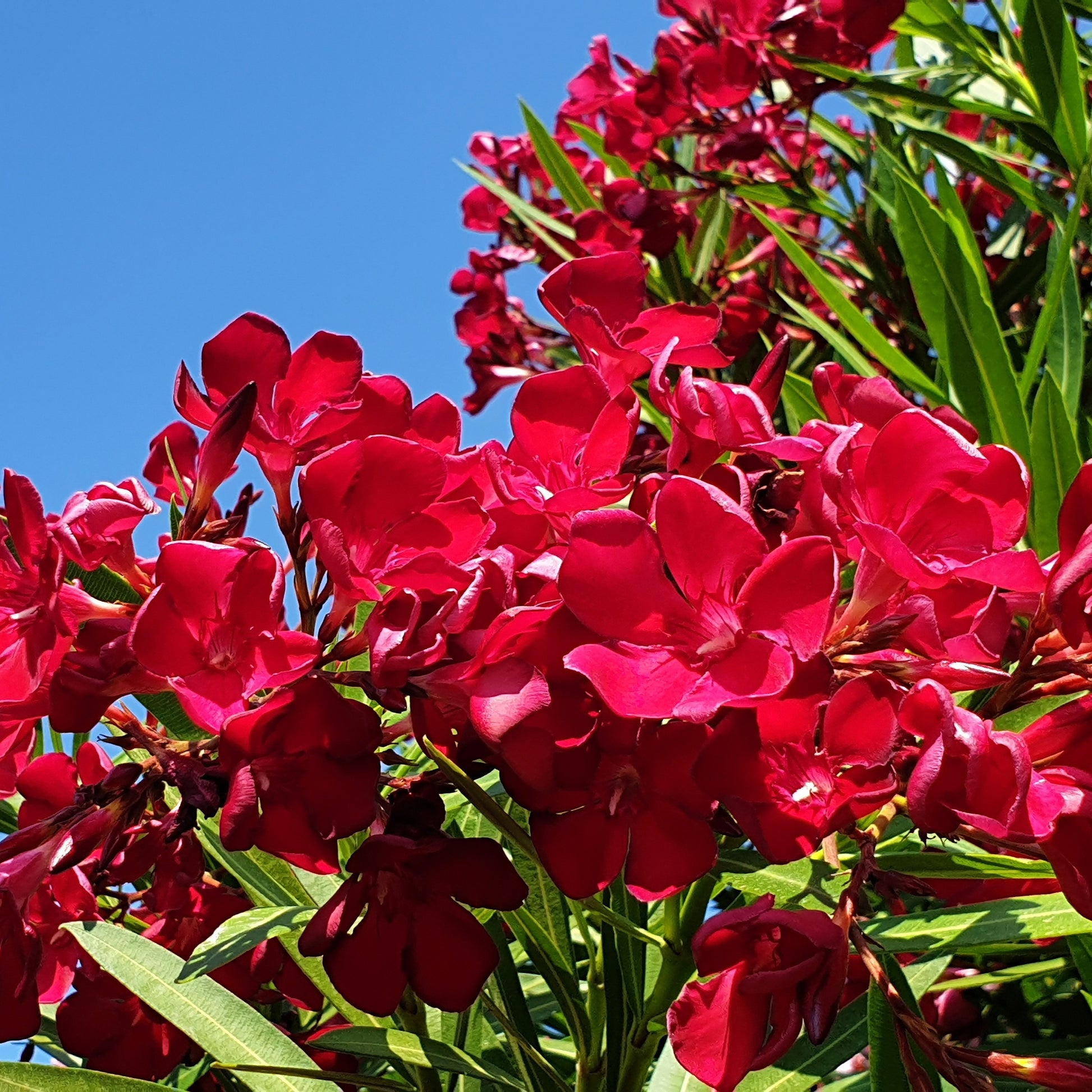 Oleander - Rote Oleander - Nerium oleander