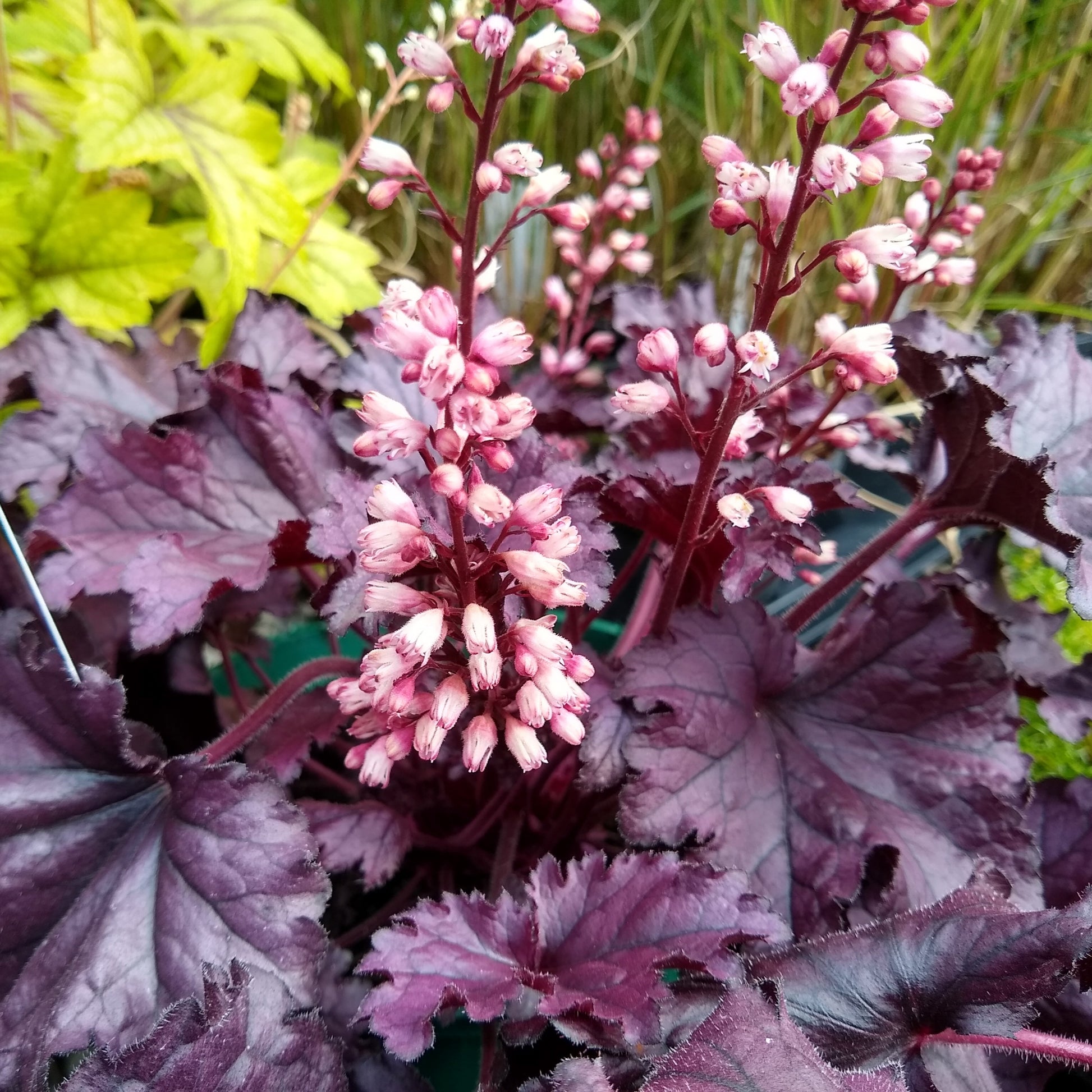 Purpurglöckchen Cassis - Heuchera - Bakker