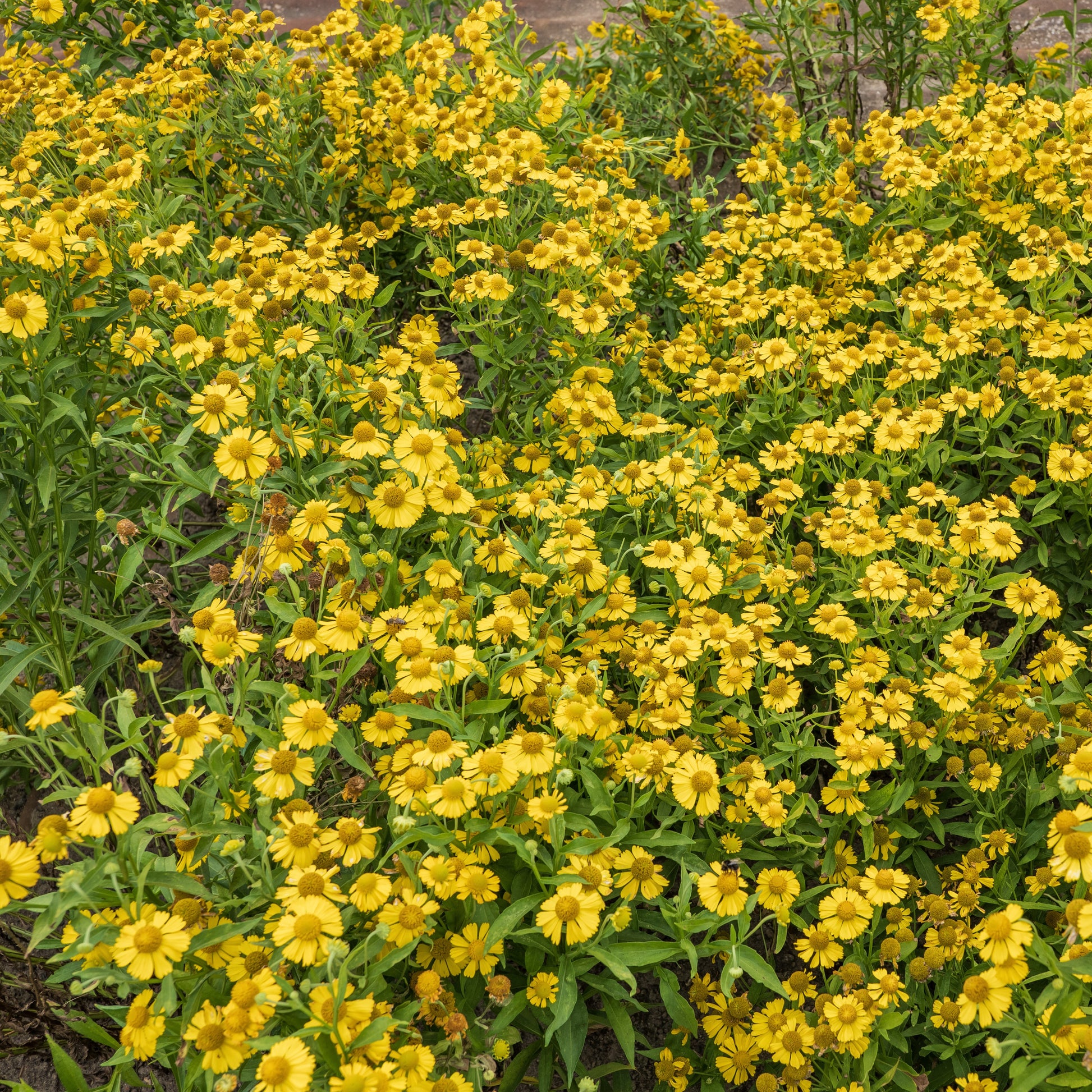 Helenium, Monarda,  Phlox paniculata, Rudbeckia Goldstrum, Gypsophila paniculata, Liatris spicata, Solidago, Astilbe - Stauden-Kollektion (x15) - Stauden