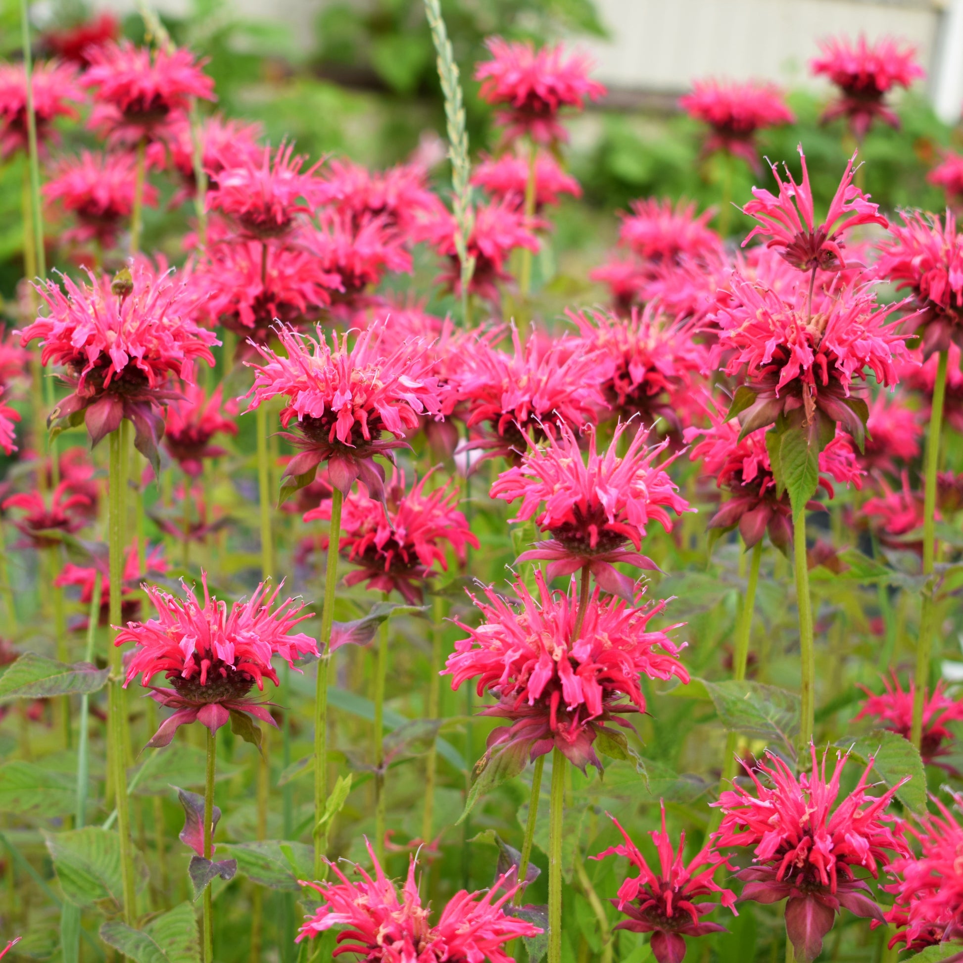 Verkauf Stauden-Kollektion (x15) - Helenium, Monarda,  Phlox paniculata, Rudbeckia Goldstrum, Gypsophila paniculata, Liatris spicata, Solidago, Astilbe