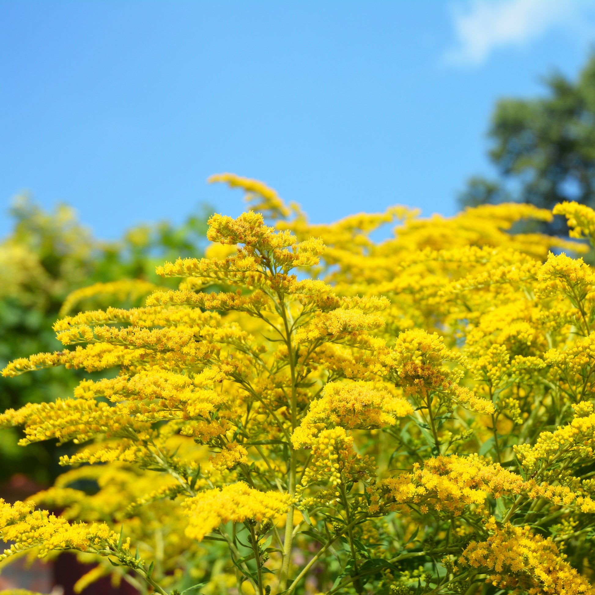 Verkauf Helenium, Monarda,  Phlox paniculata, Rudbeckia Goldstrum, Gypsophila paniculata, Liatris spicata, Solidago, Astilbe - Stauden-Kollektion (x15)