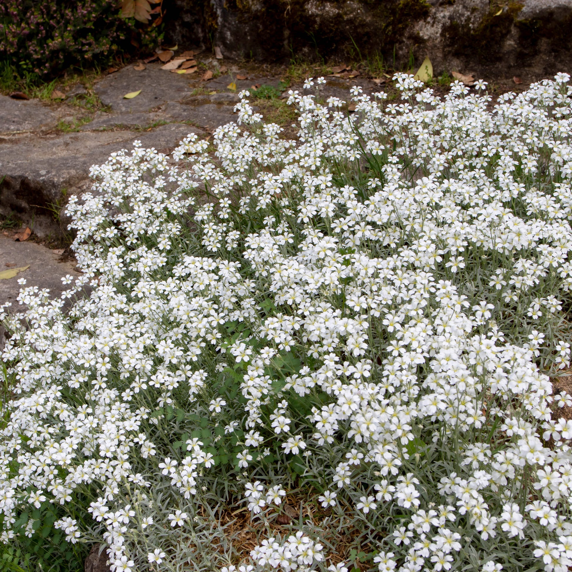 Filziges Hornkraut (x3) - Cerastium tomentosum - Bakker