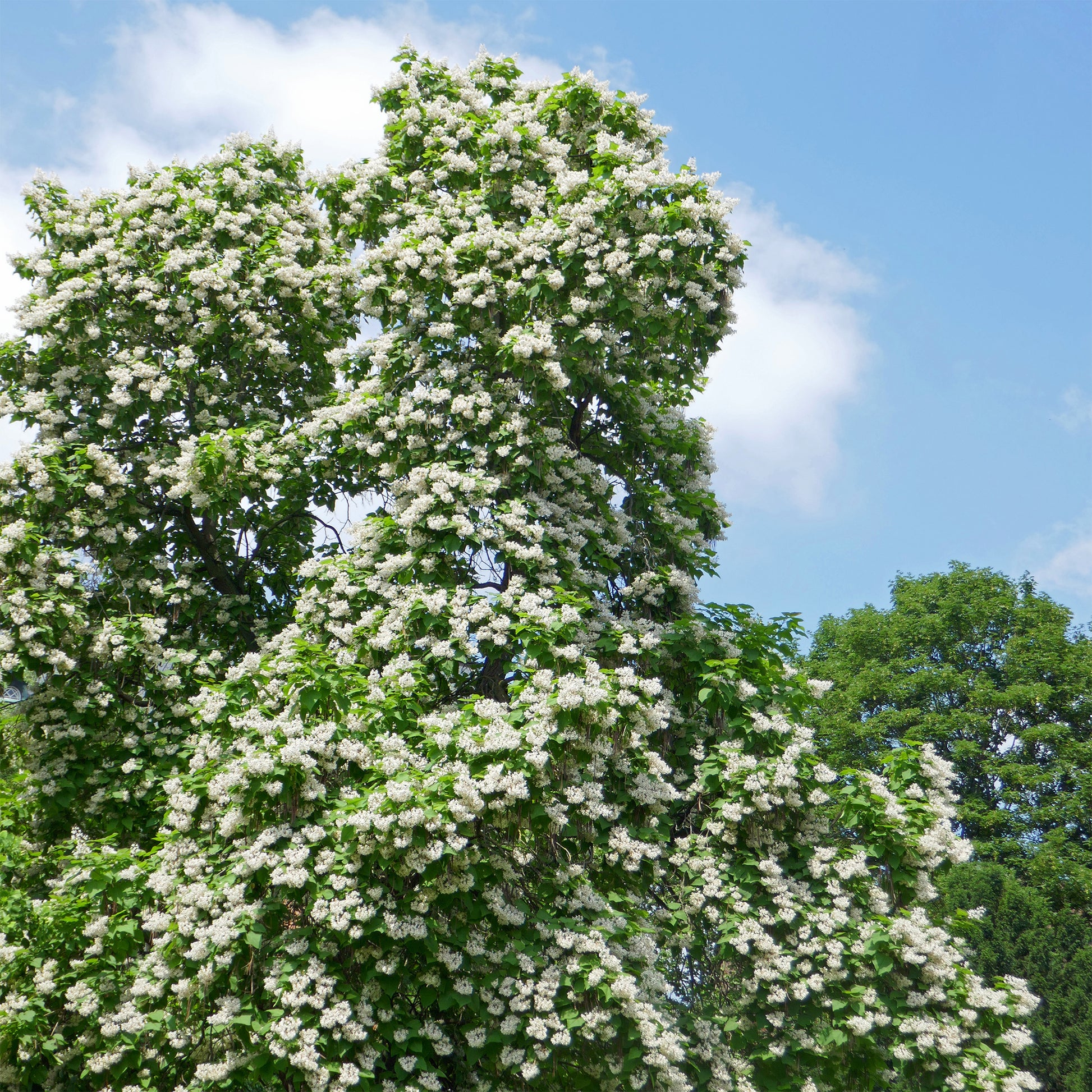 Catalpa bignonioides - Trompetenbaum - Trompetenbäume - Catalpa