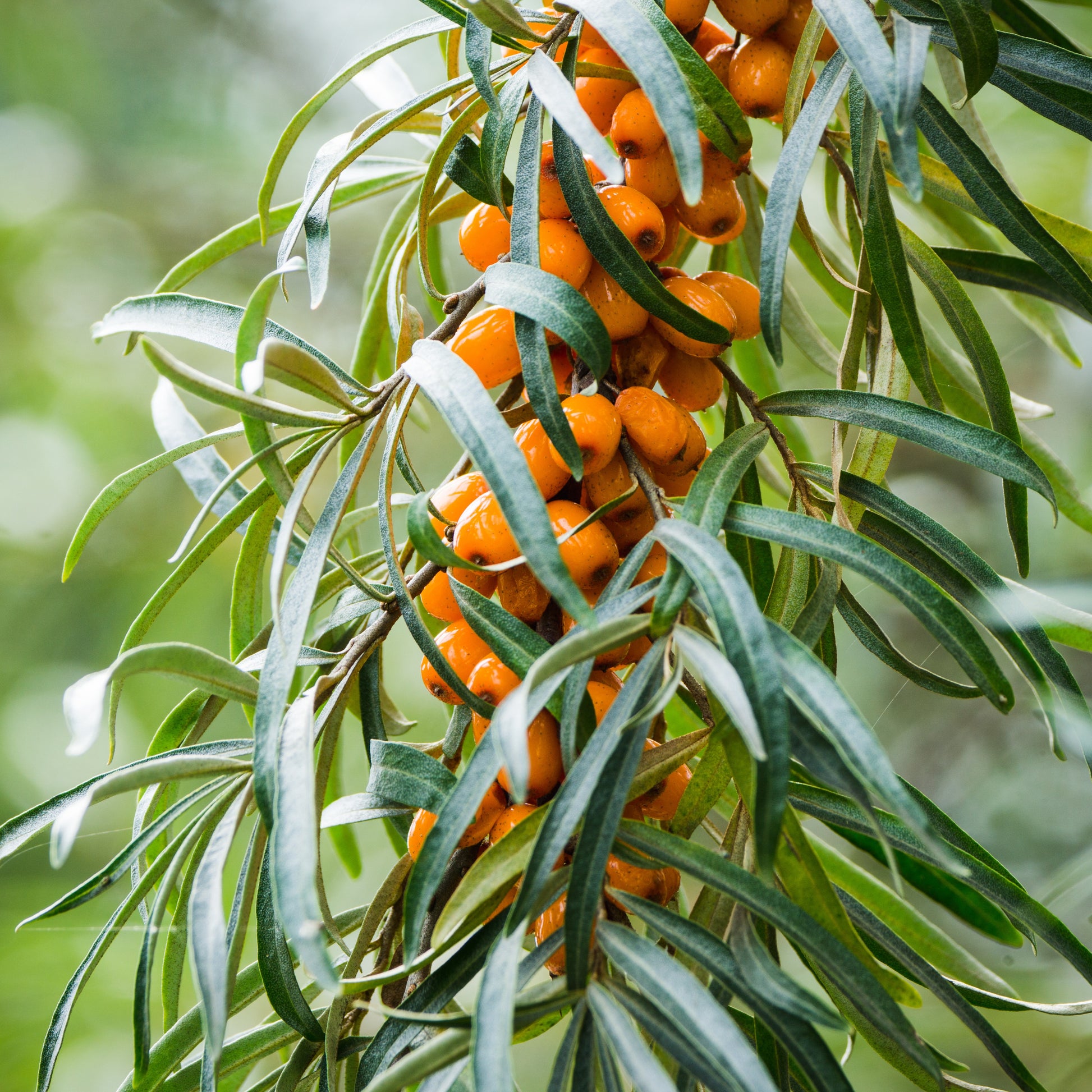 Andere Obstbäume und Sträucher - Sanddorn - Hippophae rhamnoides