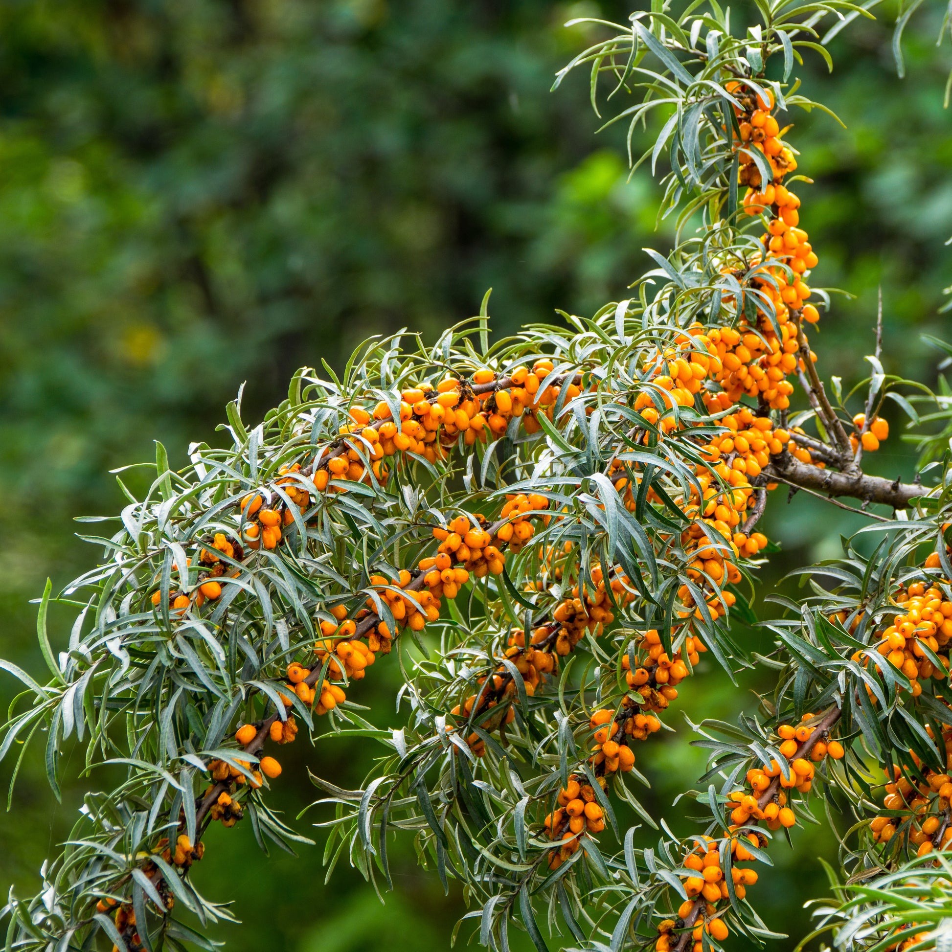 Hippophae rhamnoides - Sanddorn - Andere Obstbäume und Sträucher