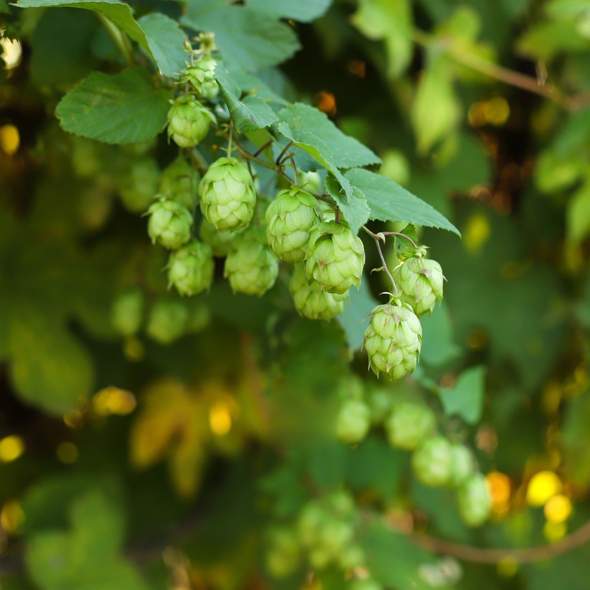 Hopfen - Humulus lupulus - Bakker