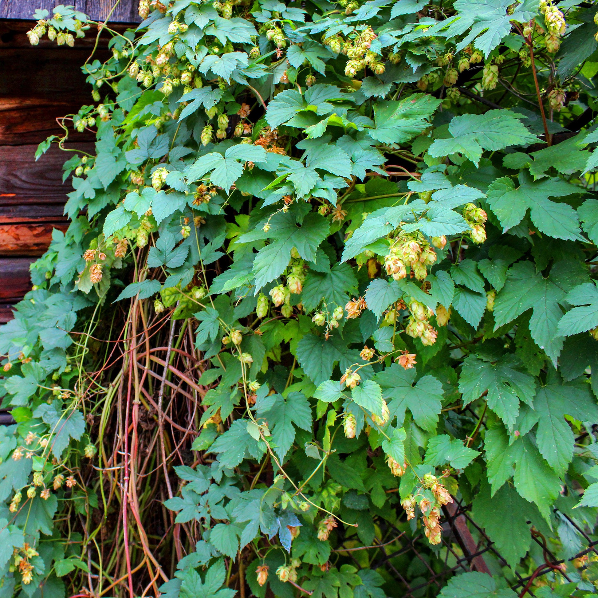 Humulus lupulus - Hopfen - Kletterpflanzen