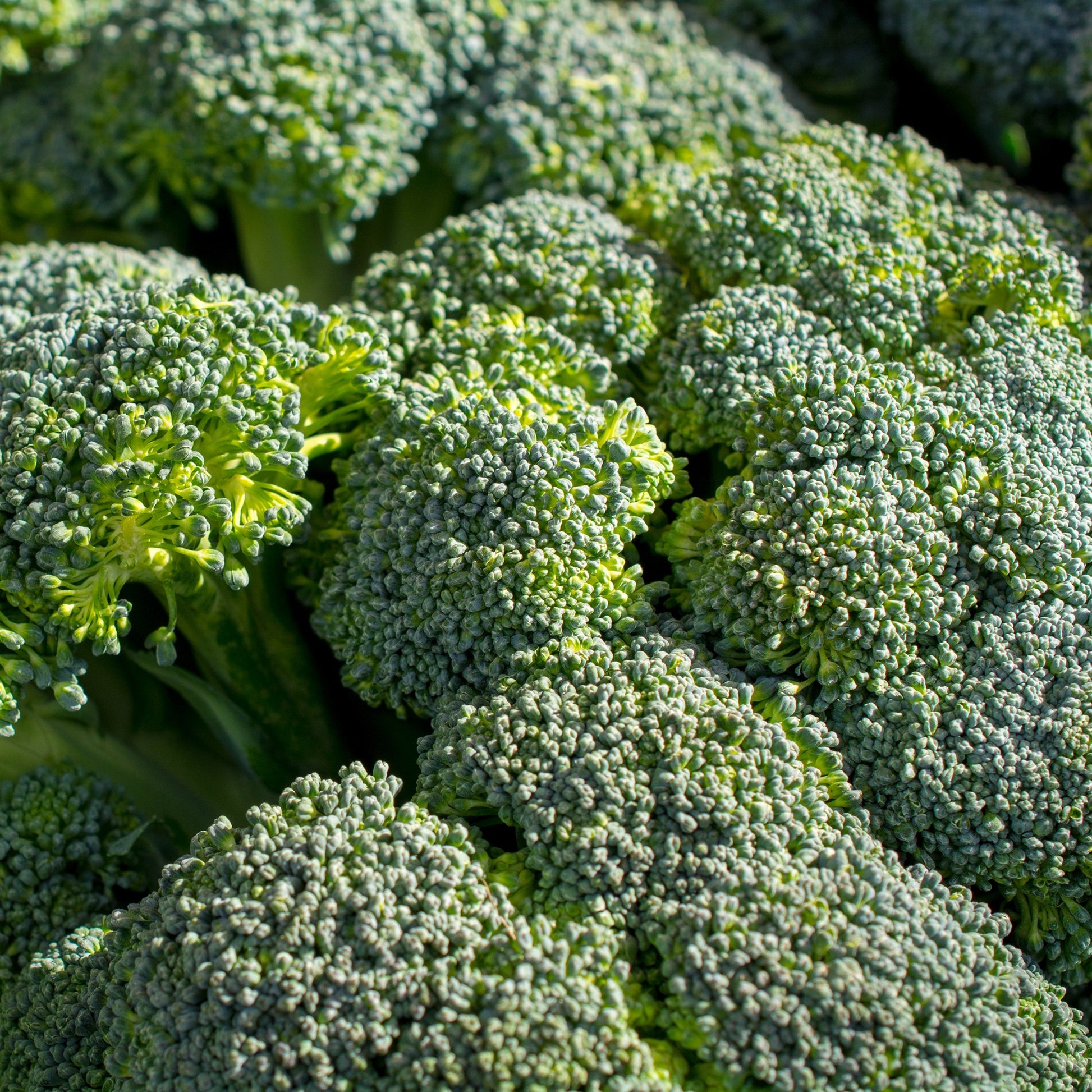 Brokkoli ‘Calabrese Natalino’ Bio - Brassica oleracea Calabrese Natalino Bio - Bakker