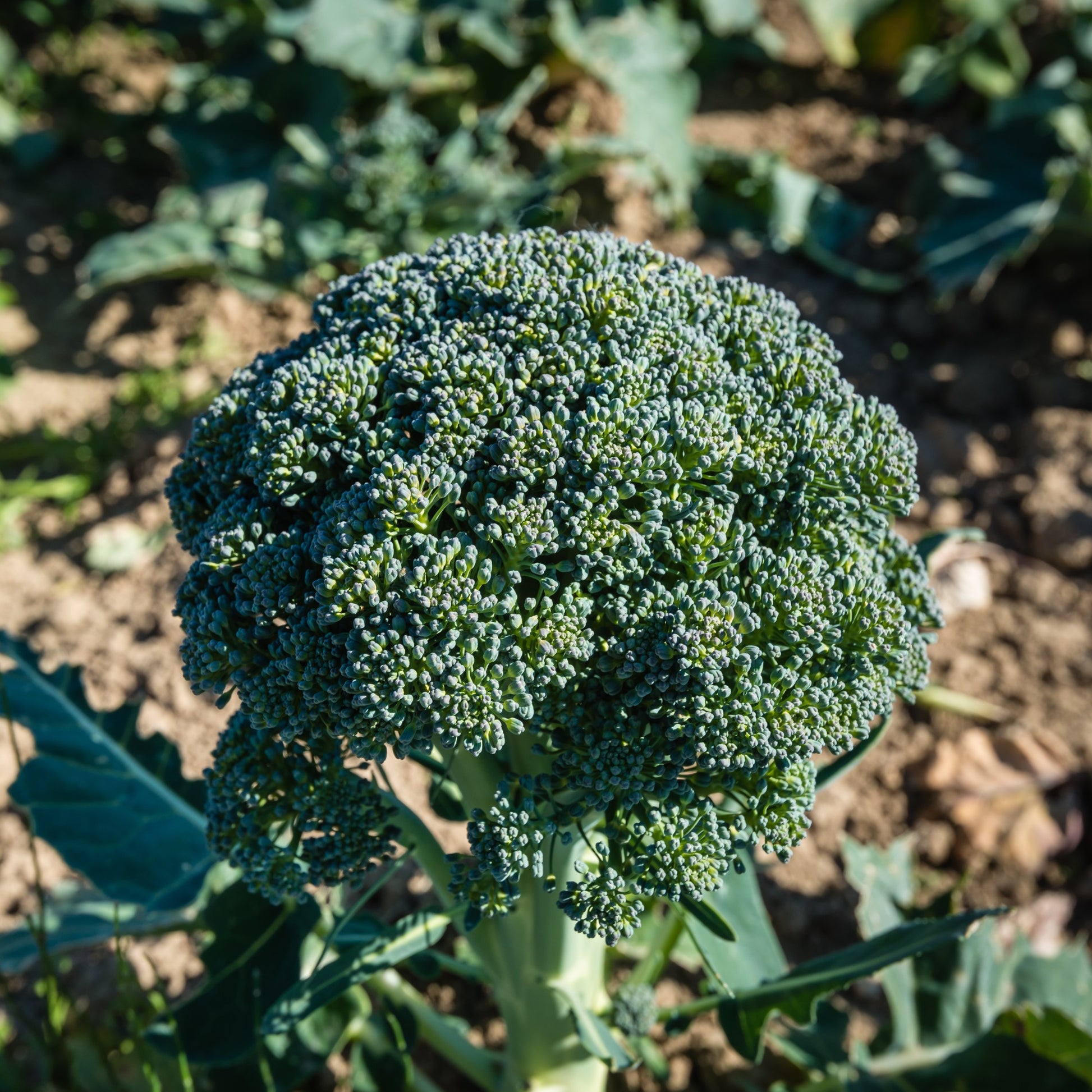 Brassica oleracea Calabrese Natalino Bio - Brokkoli ‘Calabrese Natalino’ Bio - Samen für Kohl