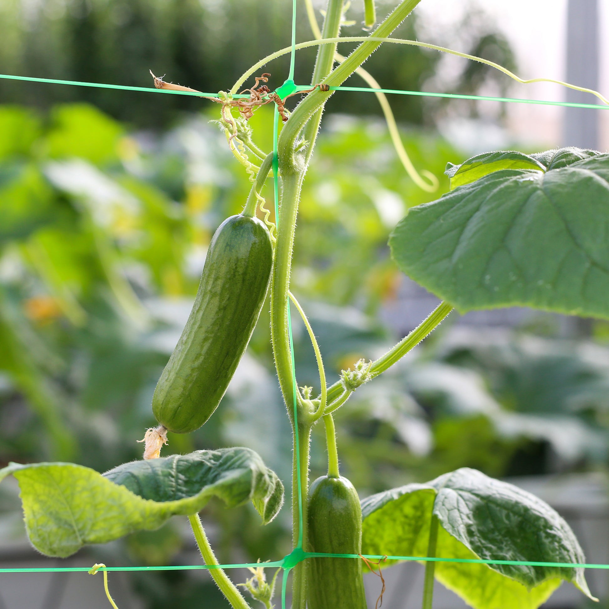 Gurke Mini Broumana F1 - Cucumis sativus mini broumana f1 - Bakker
