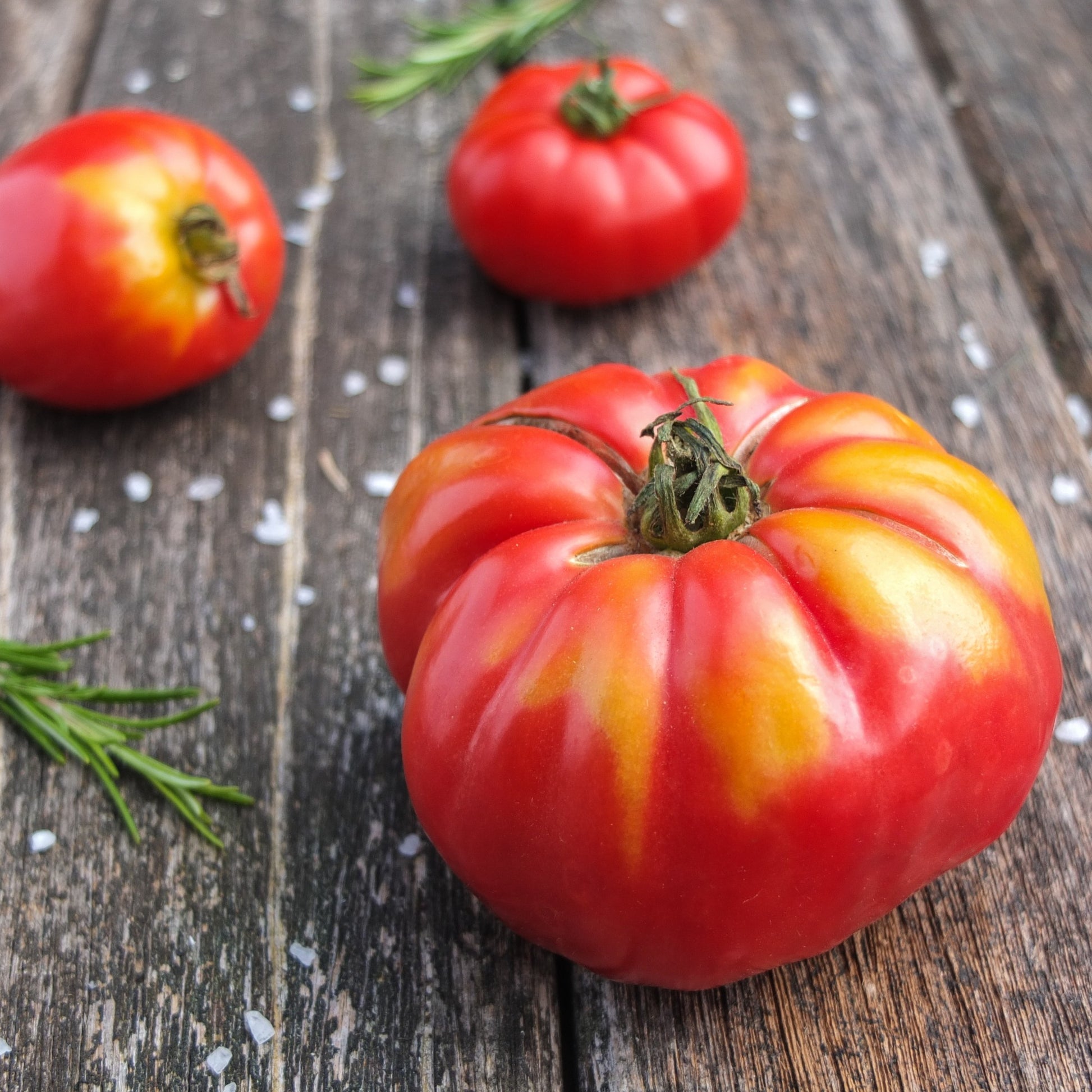 Fleischtomate Marmande - Solanum lycopersicum Marmande - Bakker