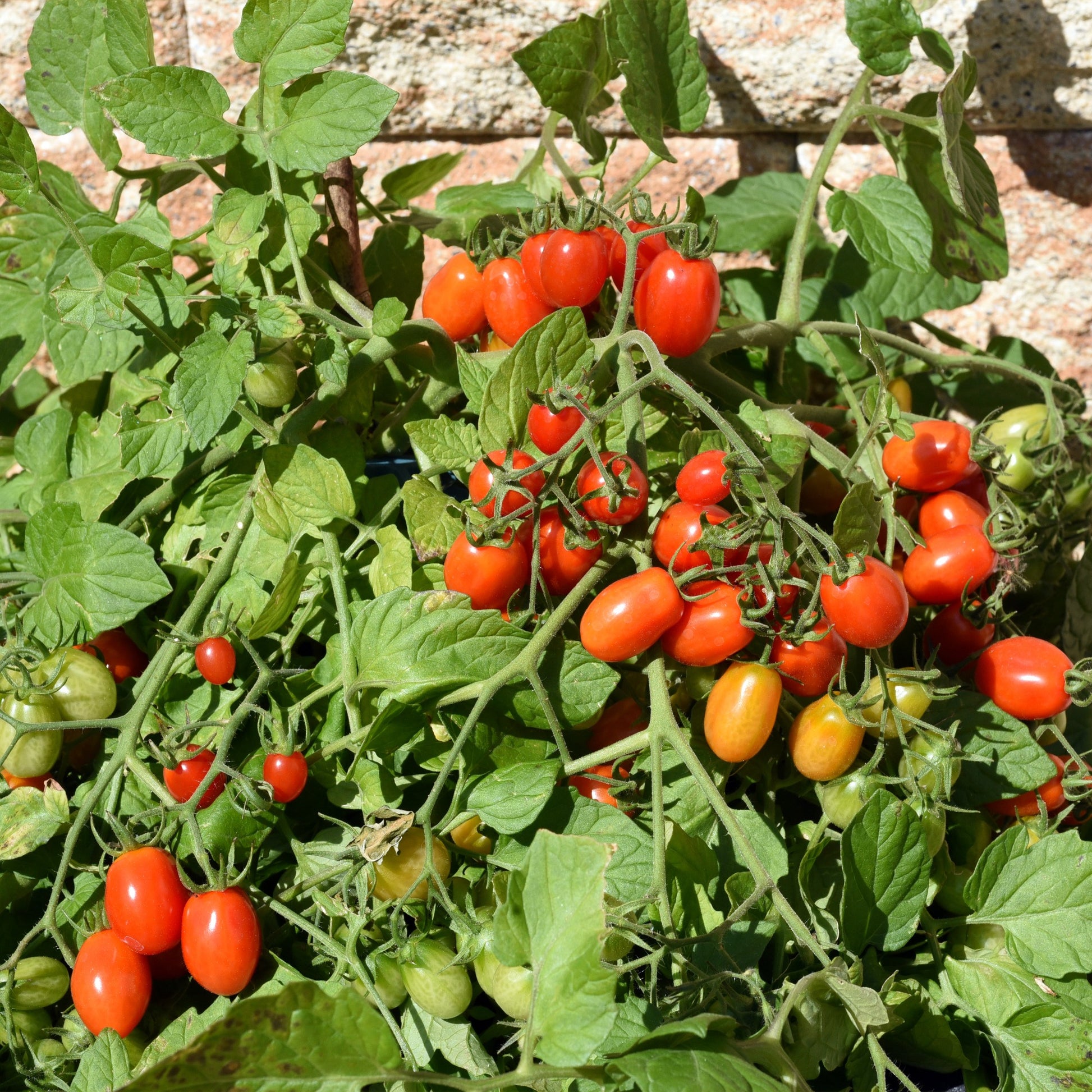 Kirschtomate Romello F1 - Lycopersicon lycopersicum romello f1 - Bakker