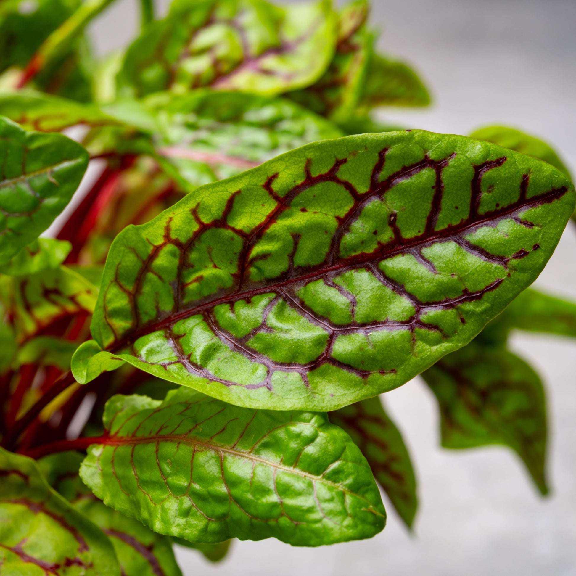 Blut-Ampfer ‘Bloody Dock’ - Rumex sanguineus - Bakker