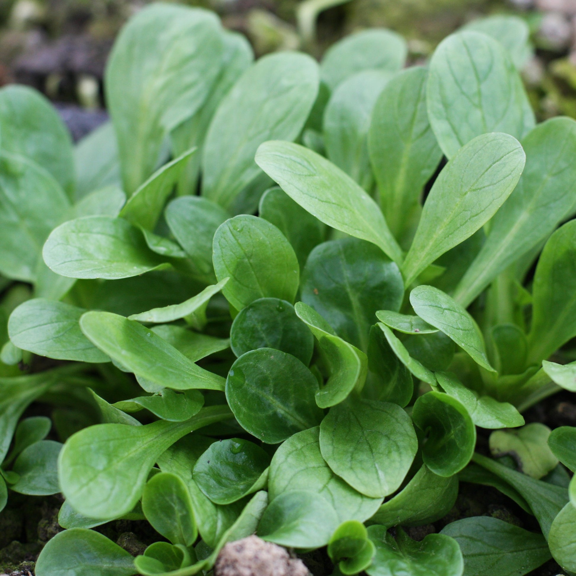 Feldsalat ‘Favor’ - Valerianella locusta favor - Bakker