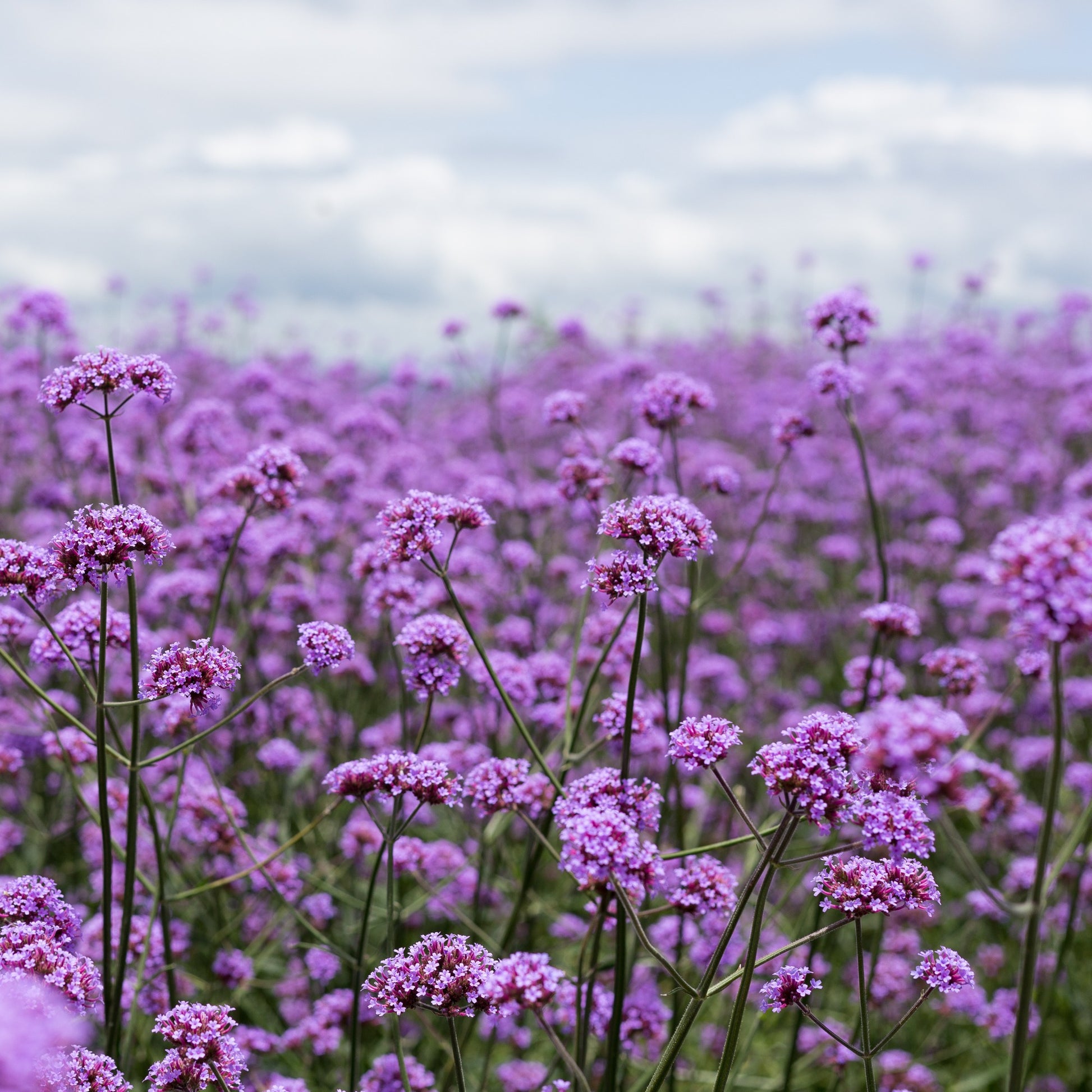 Patagonisches Eisenkraut - Verbena bonariensis - Bakker