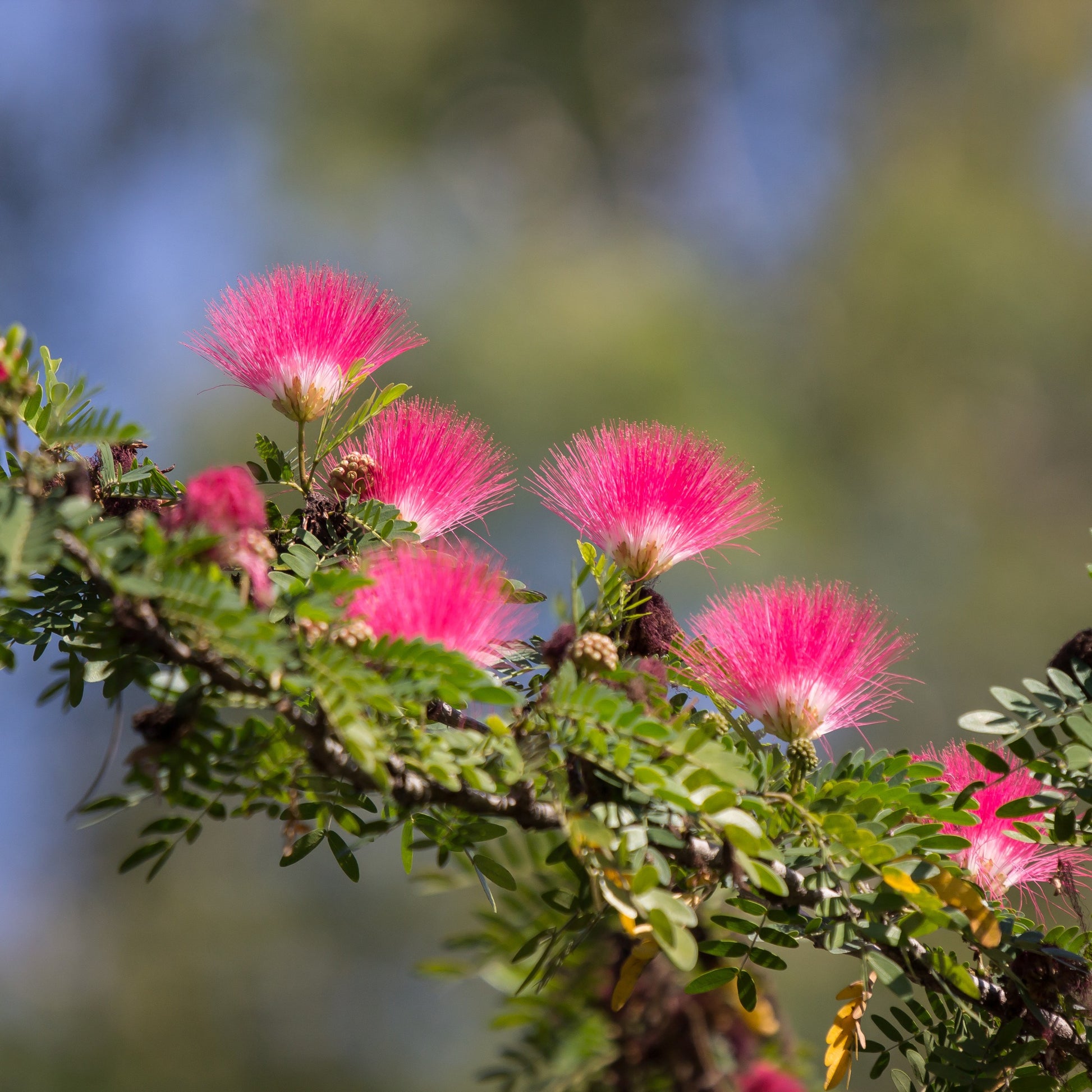 Calliandra surinamensis pink powder puff - Surinamischer Puderquaste auf Stamm - Balkonblumen