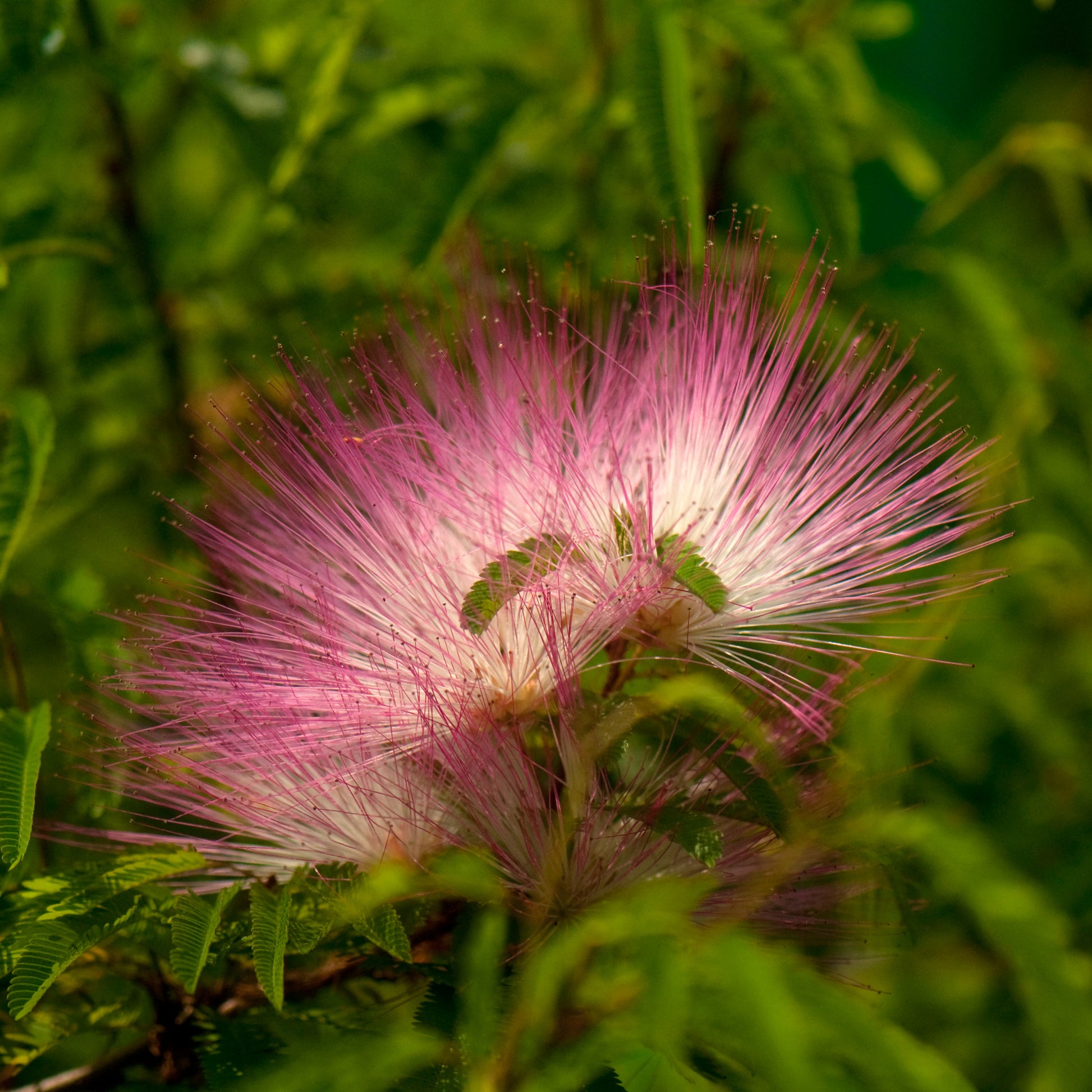 Surinamischer Puderquaste auf Stamm - Calliandra surinamensis pink powder puff - Bakker