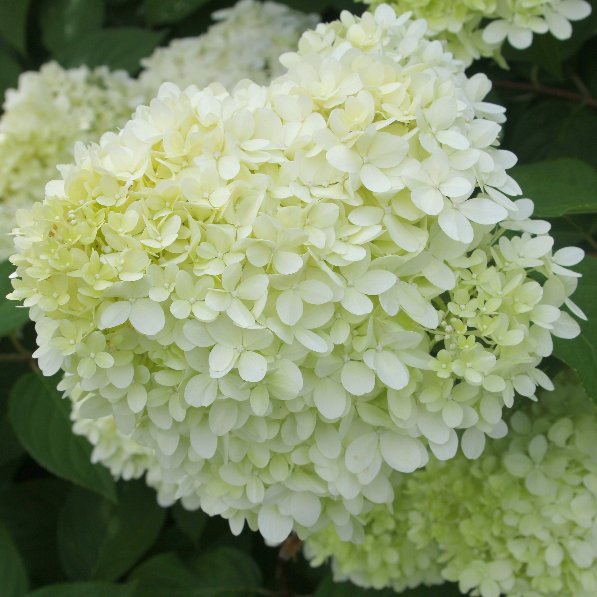 Hydrangea paniculata limelight ® - Rispenhortensie 'Limelight' - Rispenhortensie