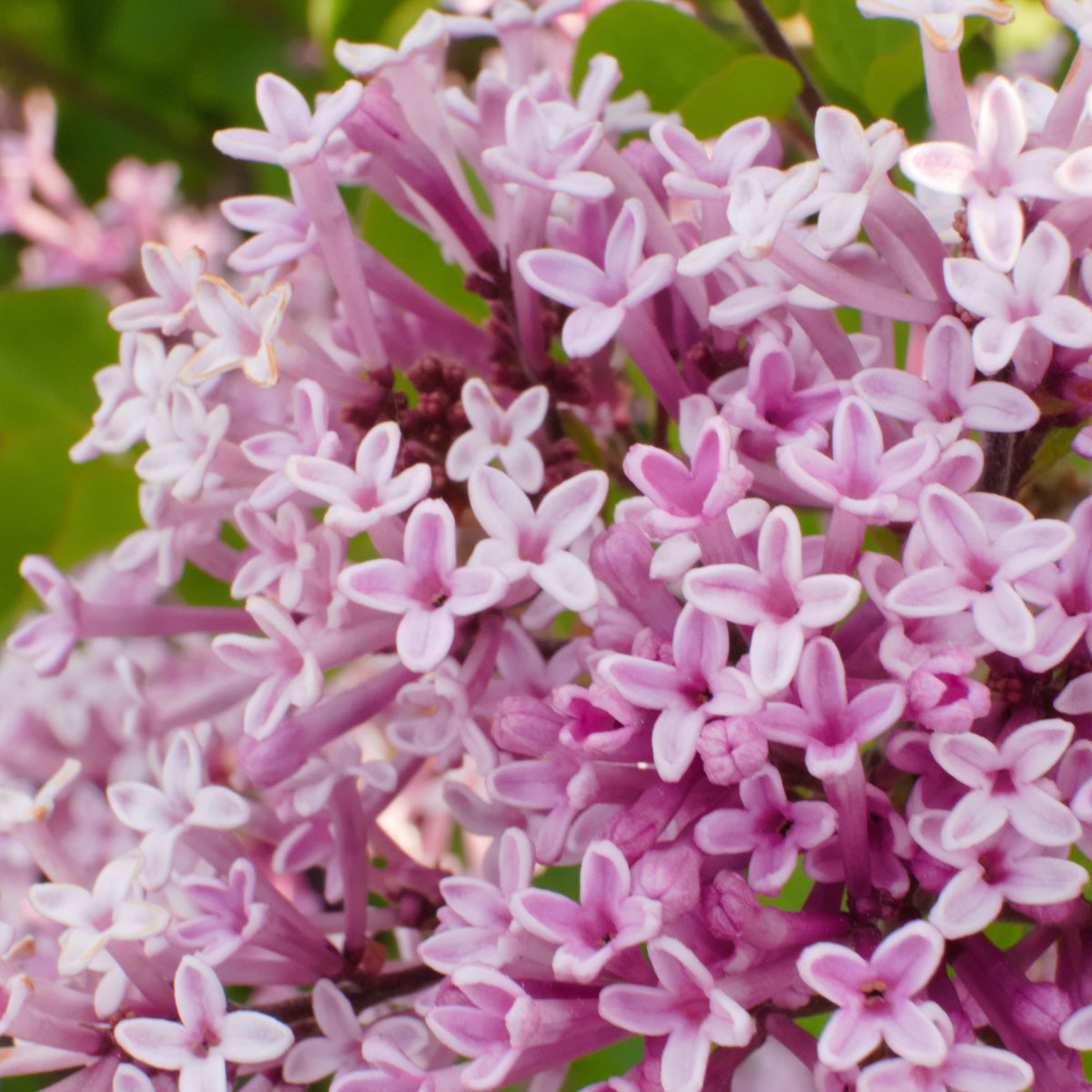 Blühende Sträucher - Zwergflieder 'Palibin'™ - Syringa meyeri  palibin