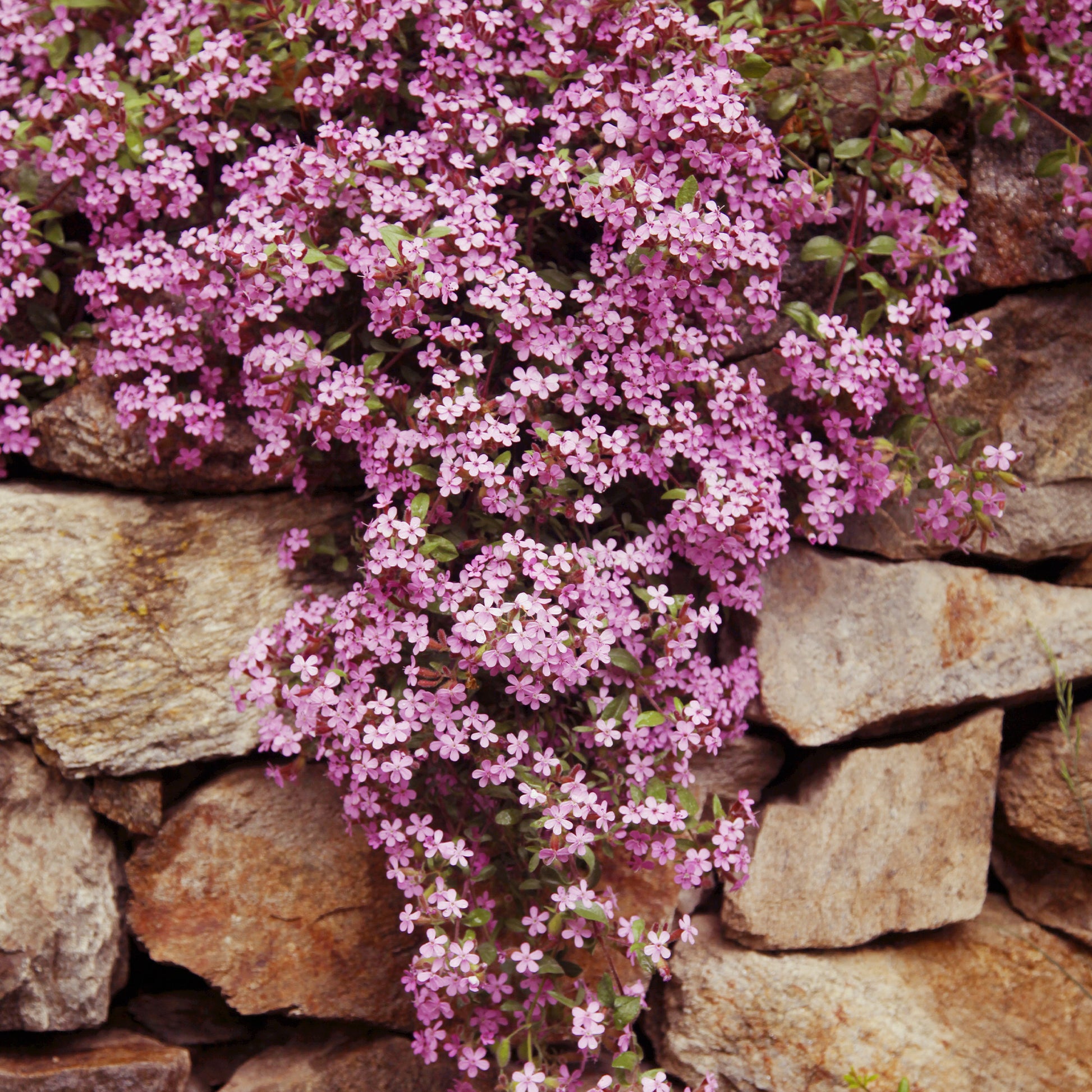 Bodendecker - Bodendecker-Stauden Kollektion (x13) - Saponaria ocymoïdes, Cerastium tomentosum, Campanula poscharskyana