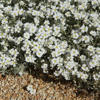 Saponaria ocymoïdes, Cerastium tomentosum, Campanula poscharskyana - Bodendecker-Stauden Kollektion (x13) - Bodendecker