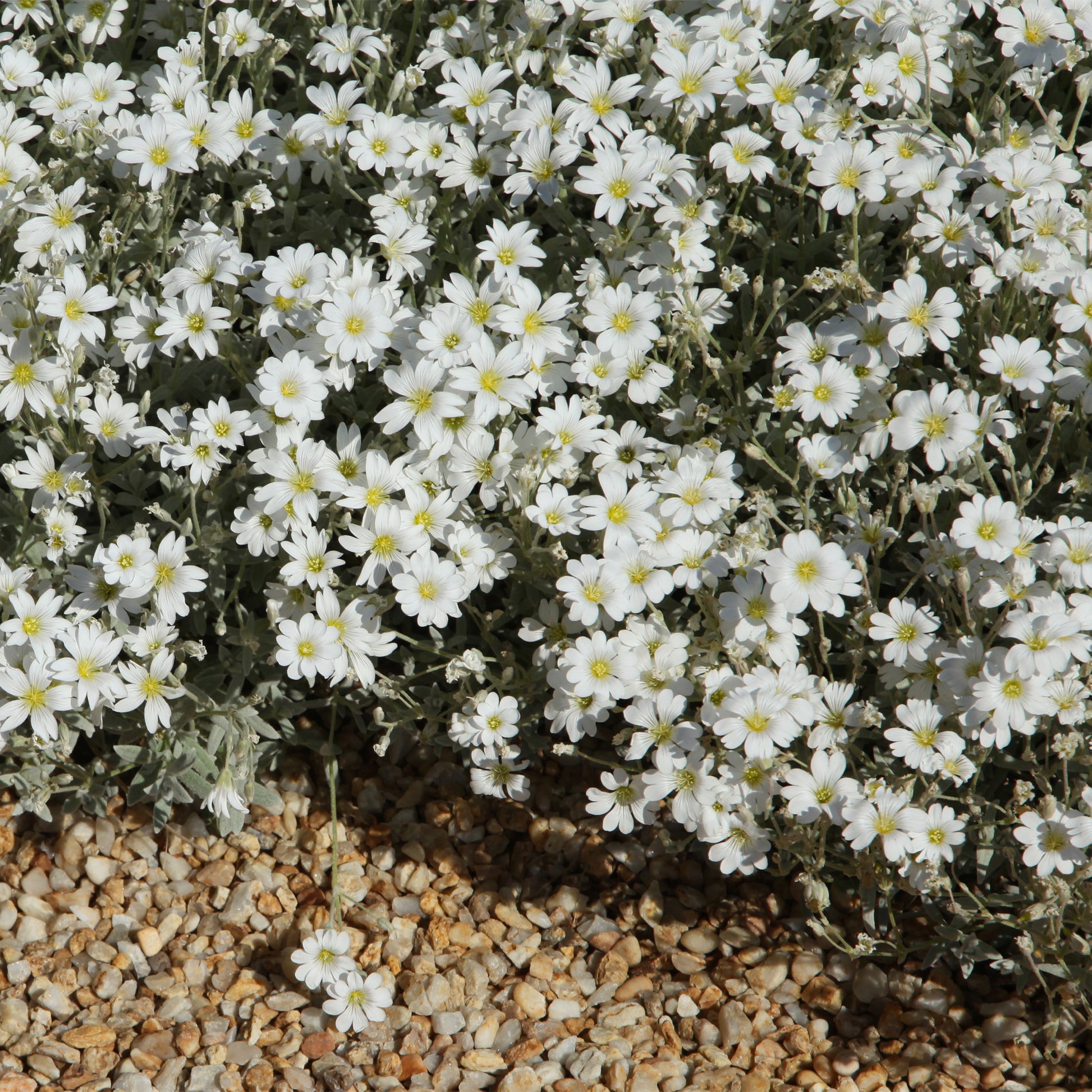 Saponaria ocymoïdes, Cerastium tomentosum, Campanula poscharskyana - Bodendecker-Stauden Kollektion (x13) - Bodendecker