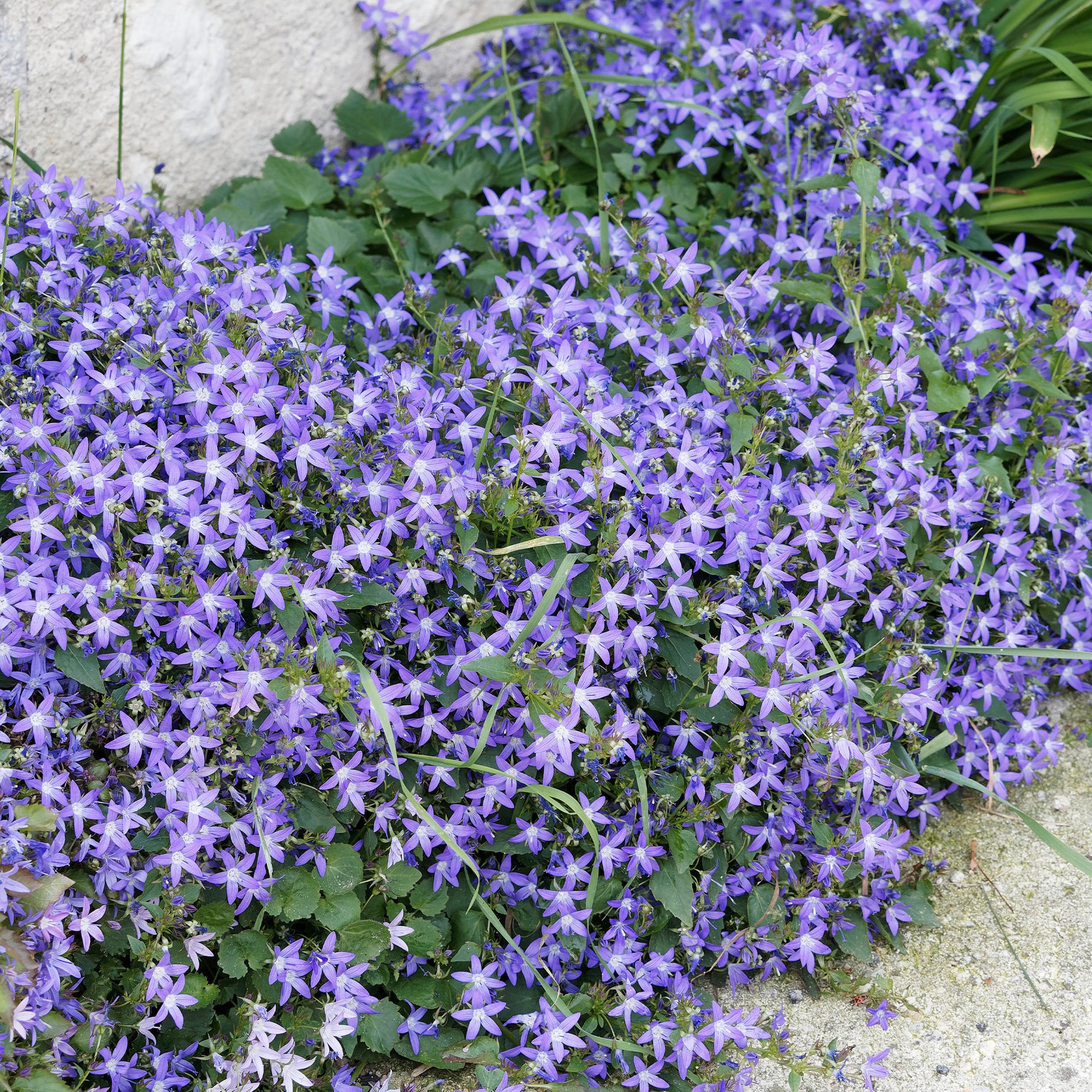 Bodendecker-Stauden Kollektion (x13) - Saponaria ocymoïdes, Cerastium tomentosum, Campanula poscharskyana - Bakker