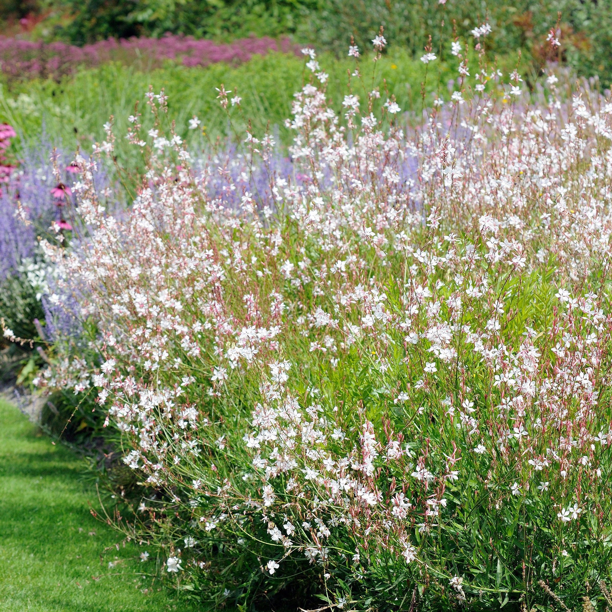 Verkauf Stauden-Kollektion mit weißen Blüten (x9) - Agapanthus, cerastium tomentosum, gaura lindheimeri, geranium pratens