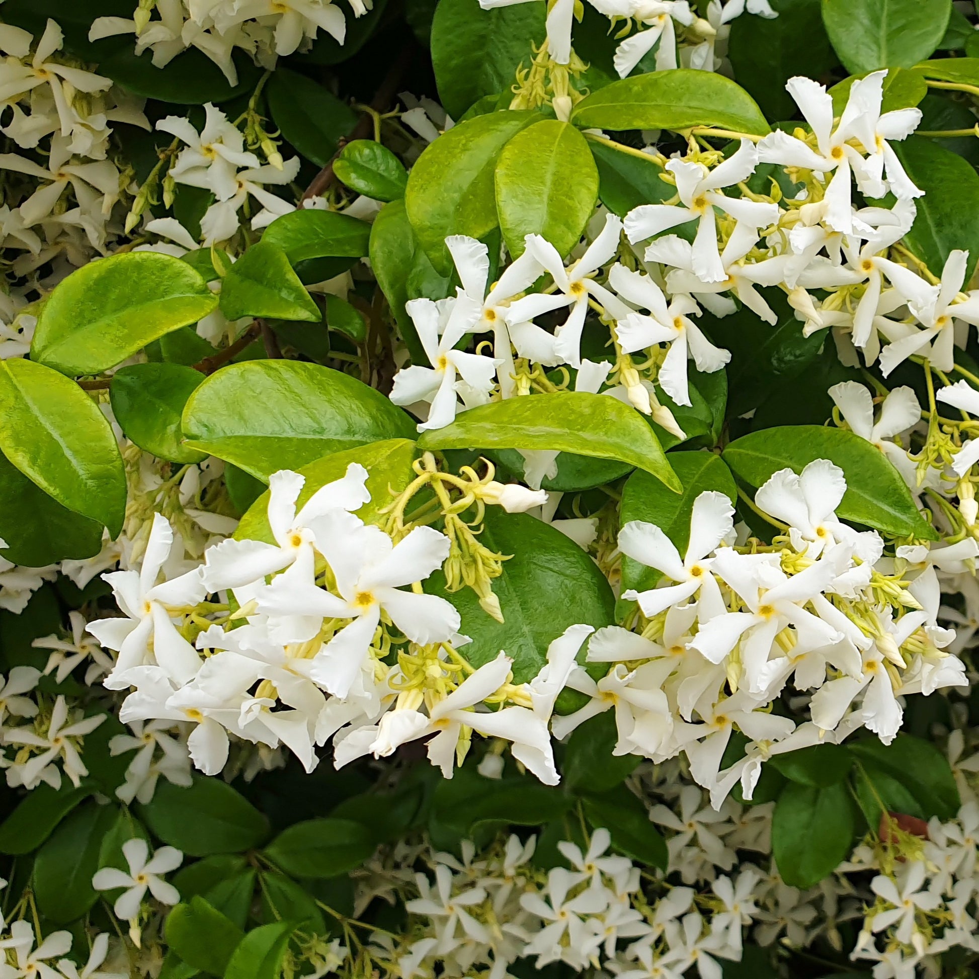 Kletterpflanzen-Kollektion mit reicher Blüte (x3) - Clematis montana Mayleen , Trachelospermum jasminoides, Wisteria frutescens Amethyst Falls - Bakker