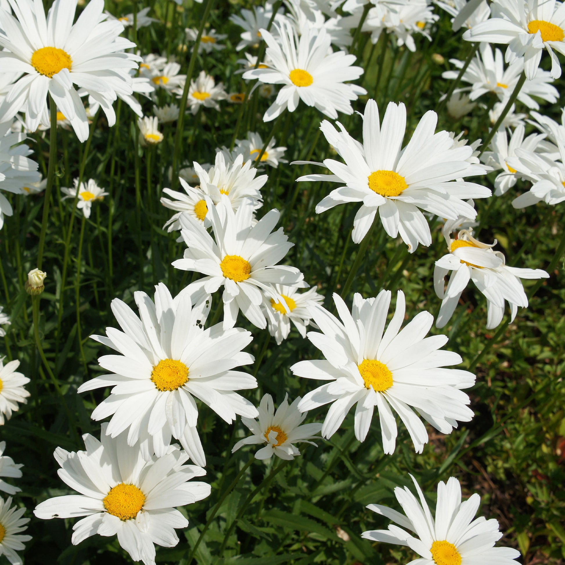 Sommer-Margerite ‘Alaska’ - Bakker