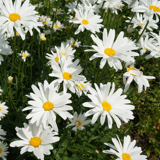 Sommer-Margerite ‘Alaska’ - Bakker