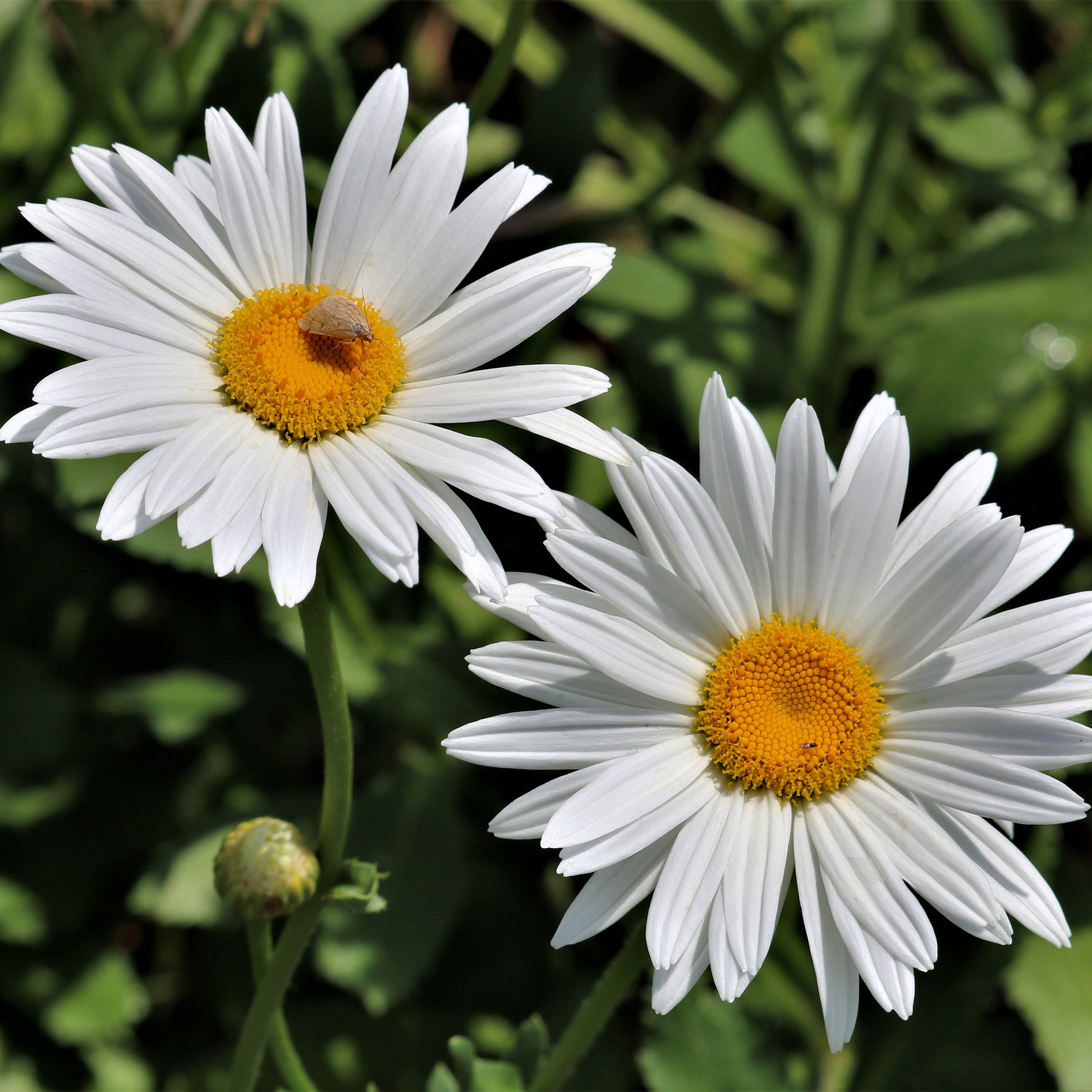 Margerite 'Silberprinzesschen' - Leucanthemum x superbum Silberprinzesschen - Bakker