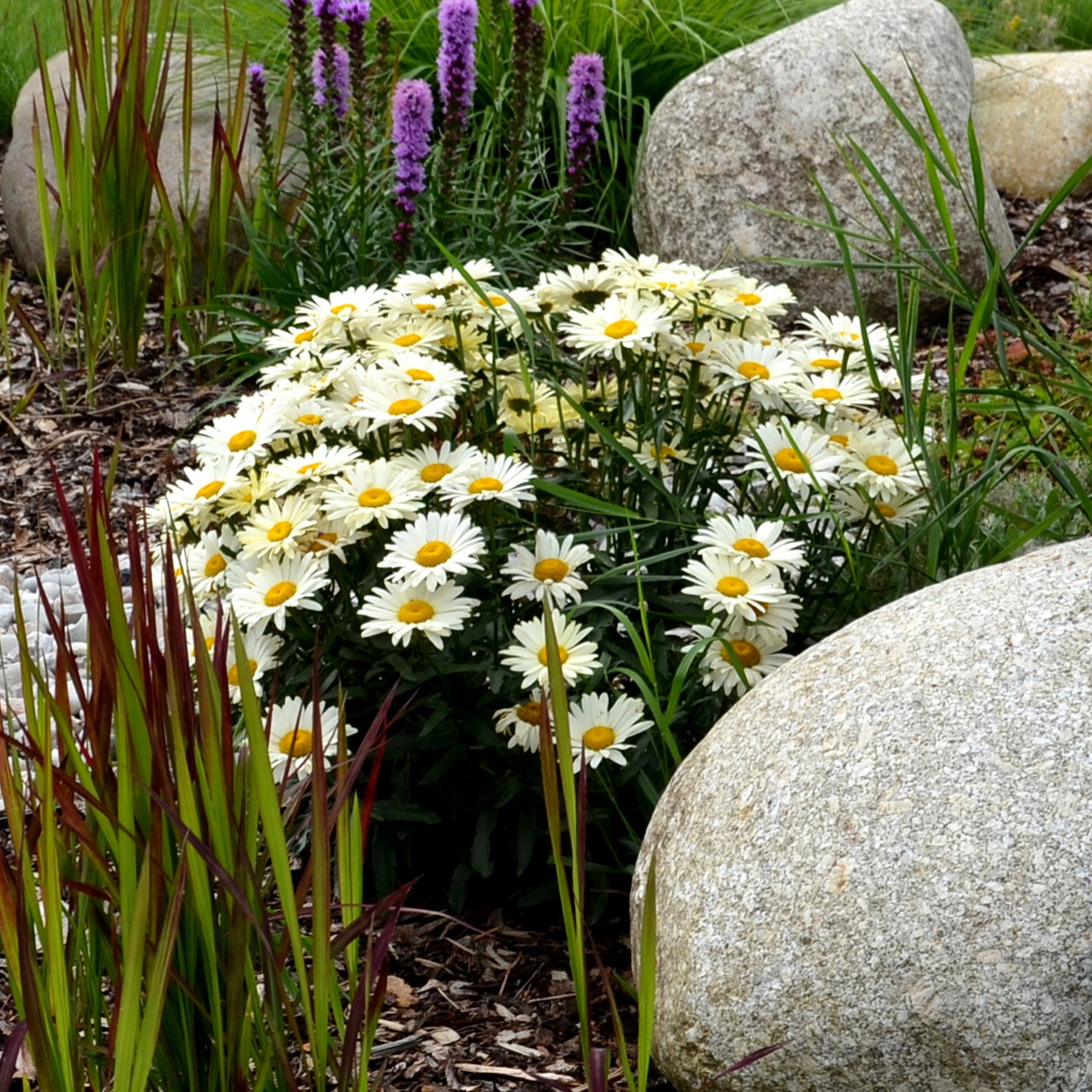 Margerite 'Silberprinzesschen' - Bakker