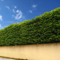 Riesen-Lebensbaum Atrovirens - Thuja plicata atrovirens - Bakker
