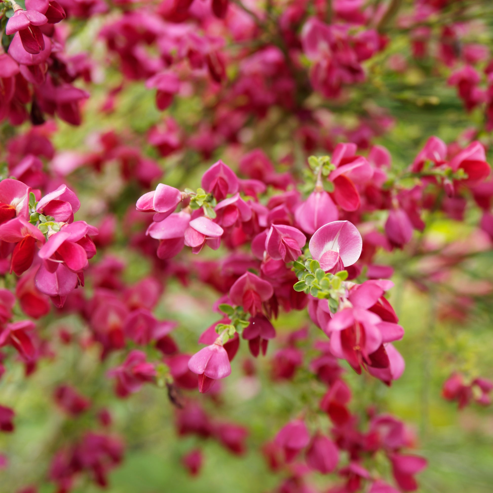 Cytisus praecox Boskoop Ruby - Edelginster Boskoop Ruby - Sträucher