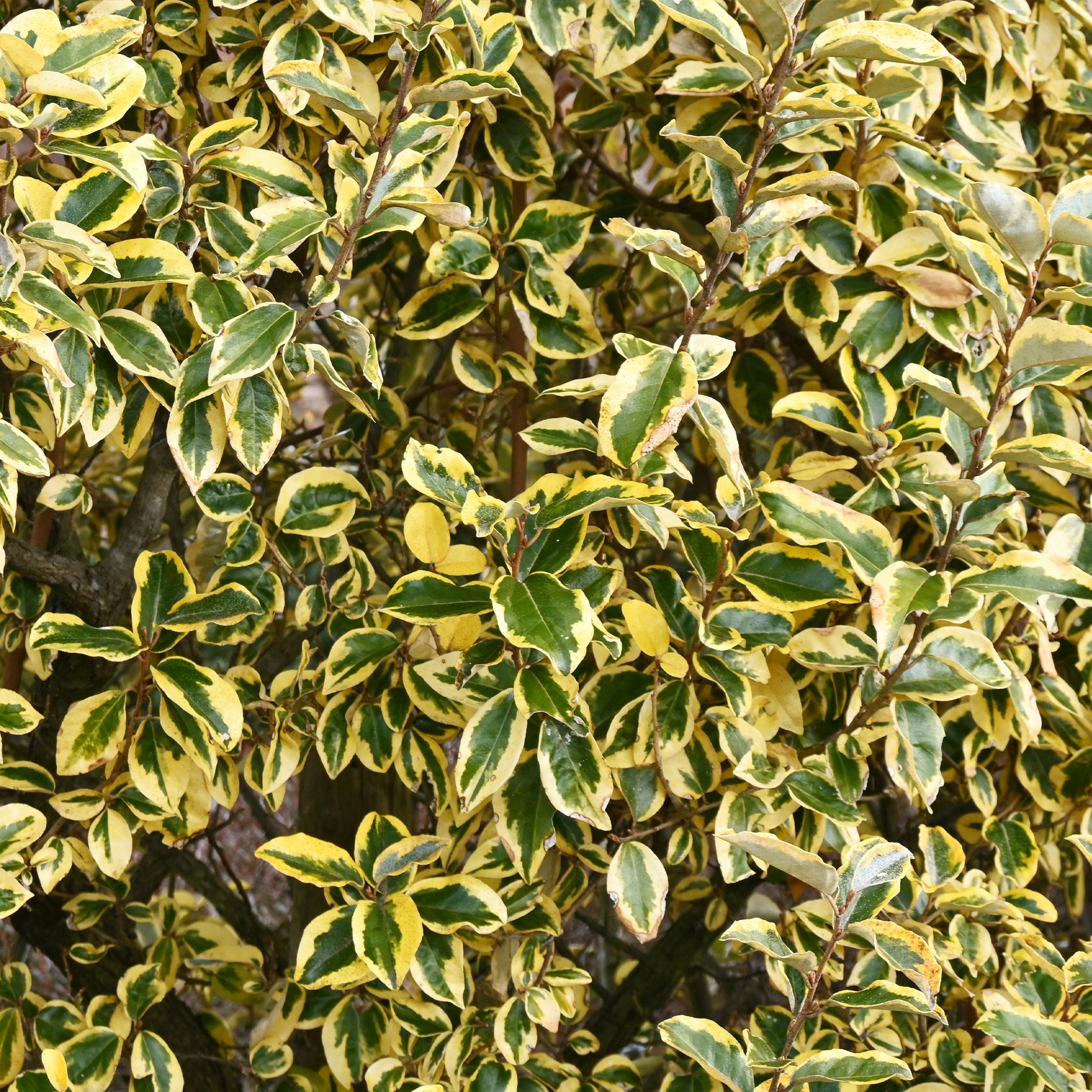 Immergrüne Hecken-Kollektion (4 Sträucher) - Eleagnus pungens Maculata, Photinia fraseri Red Robin, Prunus laurocerasus Etna, Viburnum tinus - Bakker