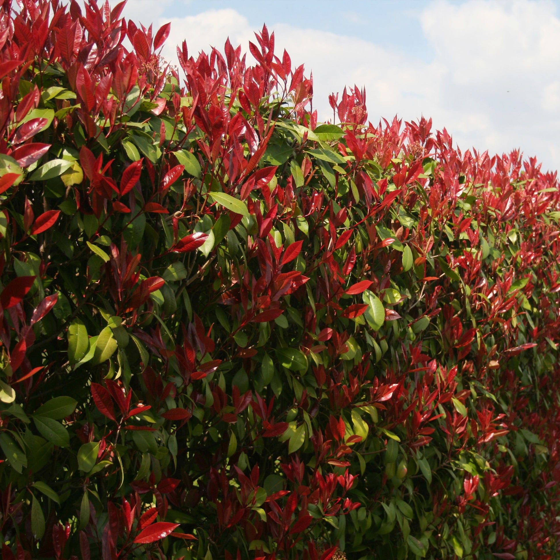 Eleagnus pungens Maculata, Photinia fraseri Red Robin, Prunus laurocerasus Etna, Viburnum tinus - Immergrüne Hecken-Kollektion (4 Sträucher) - Heckensträucher
