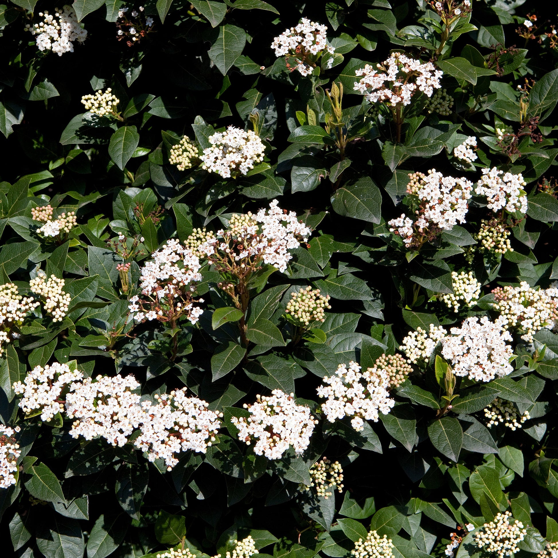 Verkauf Immergrüne Hecken-Kollektion (4 Sträucher) - Eleagnus pungens Maculata, Photinia fraseri Red Robin, Prunus laurocerasus Etna, Viburnum tinus