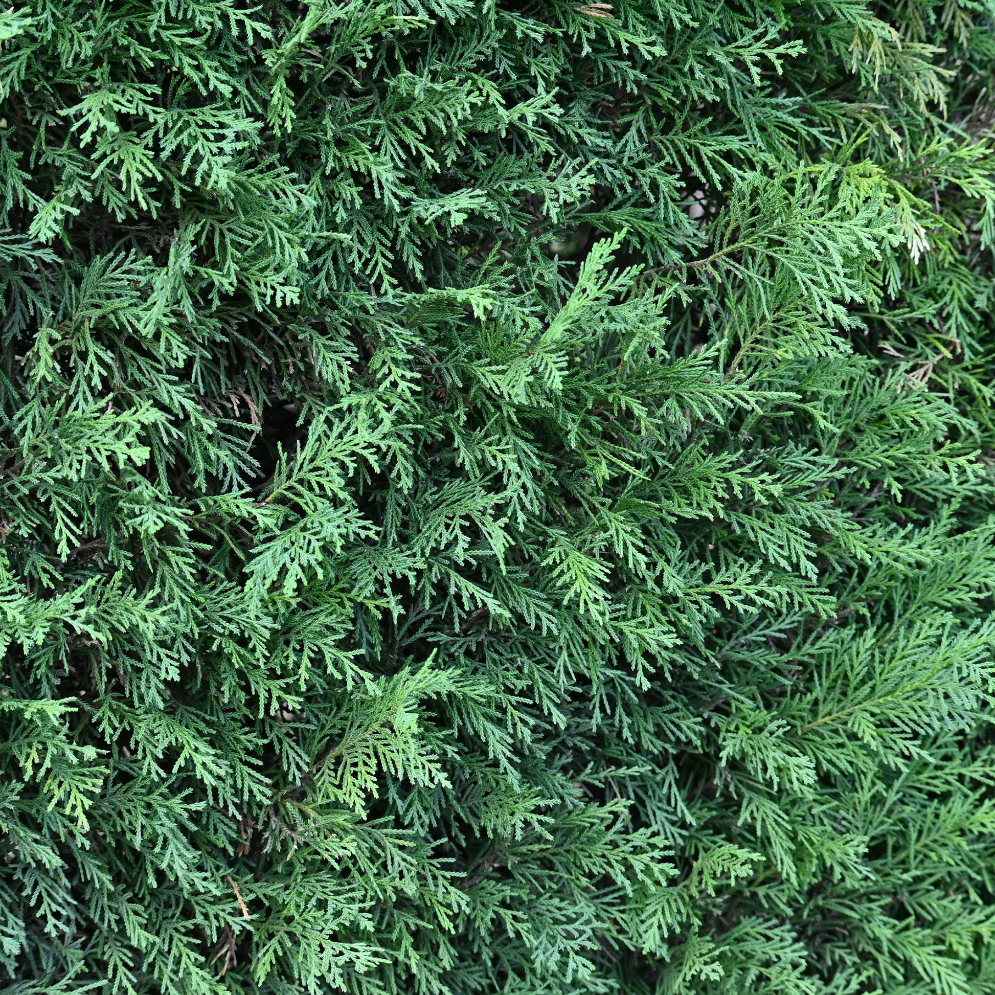Leyland-Zypresse - Cupressus leylandii - Bakker