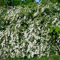 Verkauf Spiraea - Nippon-Spierstrauch ‘Snowmound’