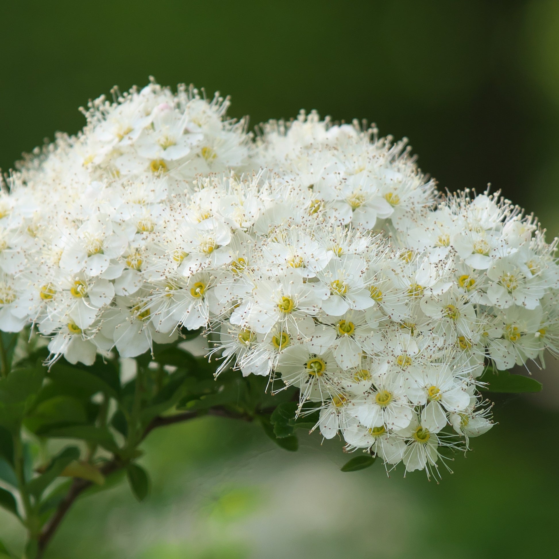 Verkauf Nippon-Spierstrauch ‘Snowmound’ - Spiraea nipponica Snowmound