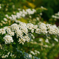 Nippon-Spierstrauch ‘Snowmound’ - Spiraea - Bakker