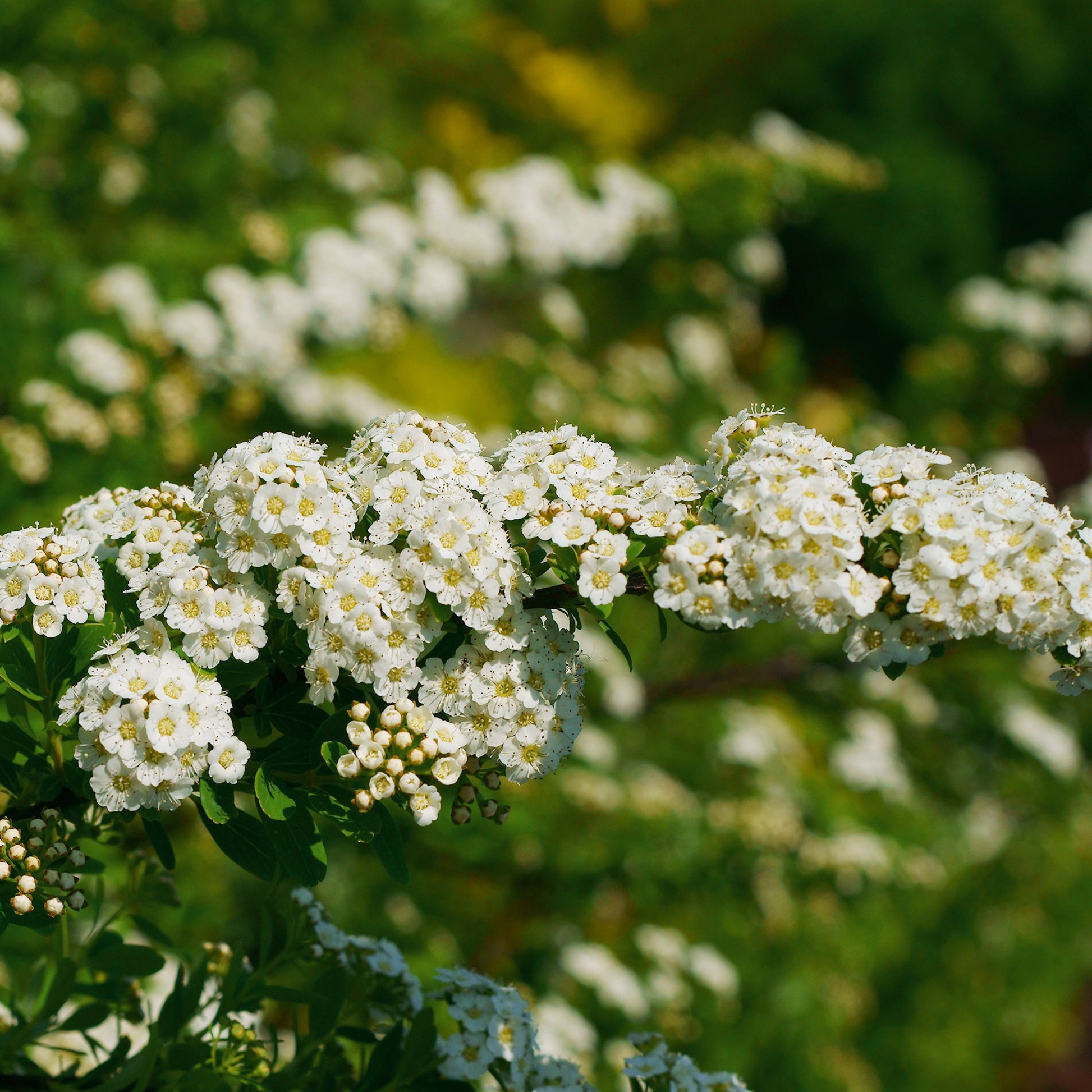 Nippon-Spierstrauch ‘Snowmound’ - Spiraea - Bakker